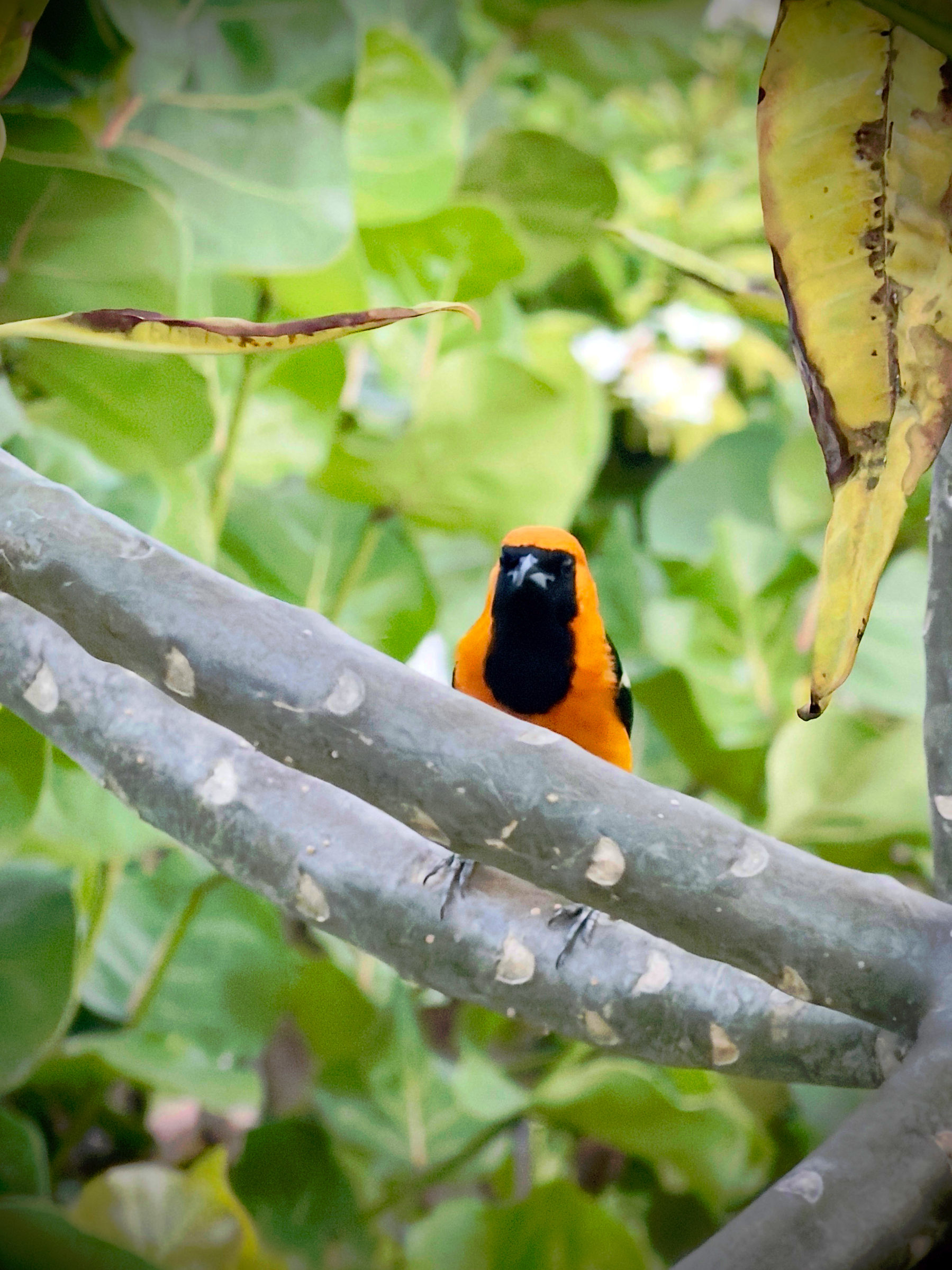 Auto-generated description: A vibrant orange and black bird is perched on a tree branch surrounded by lush green leaves.