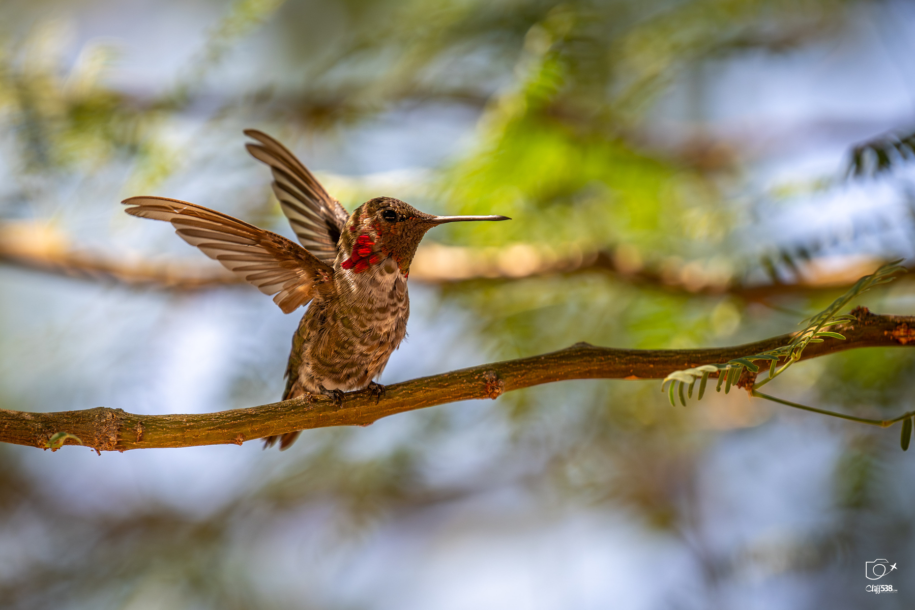 Auto-generated description: A hummingbird with iridescent plumage perches on a branch, wings slightly open.