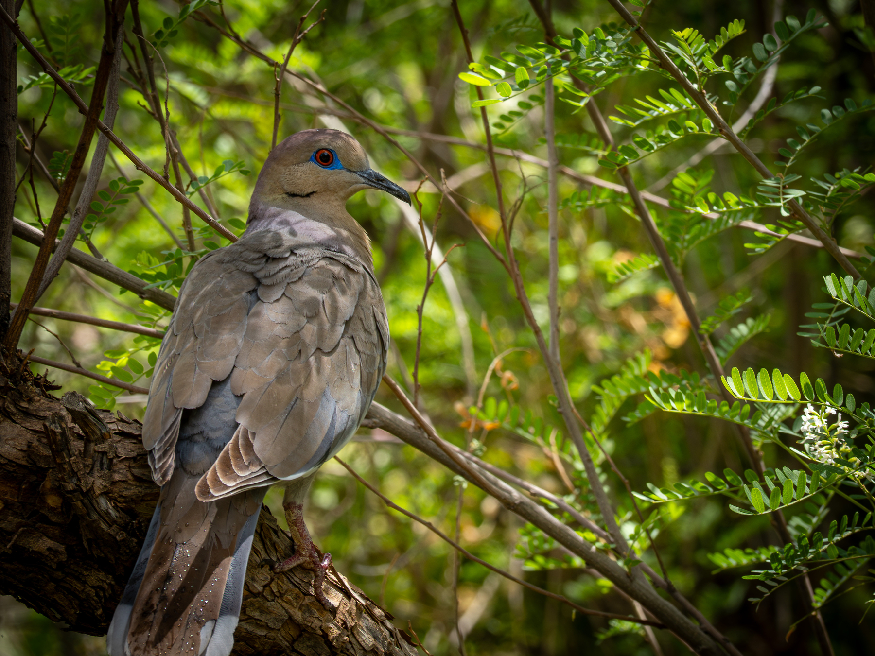 Auto-generated description: A bird with grey and brown feathers is perched on a tree branch surrounded by leafy foliage.