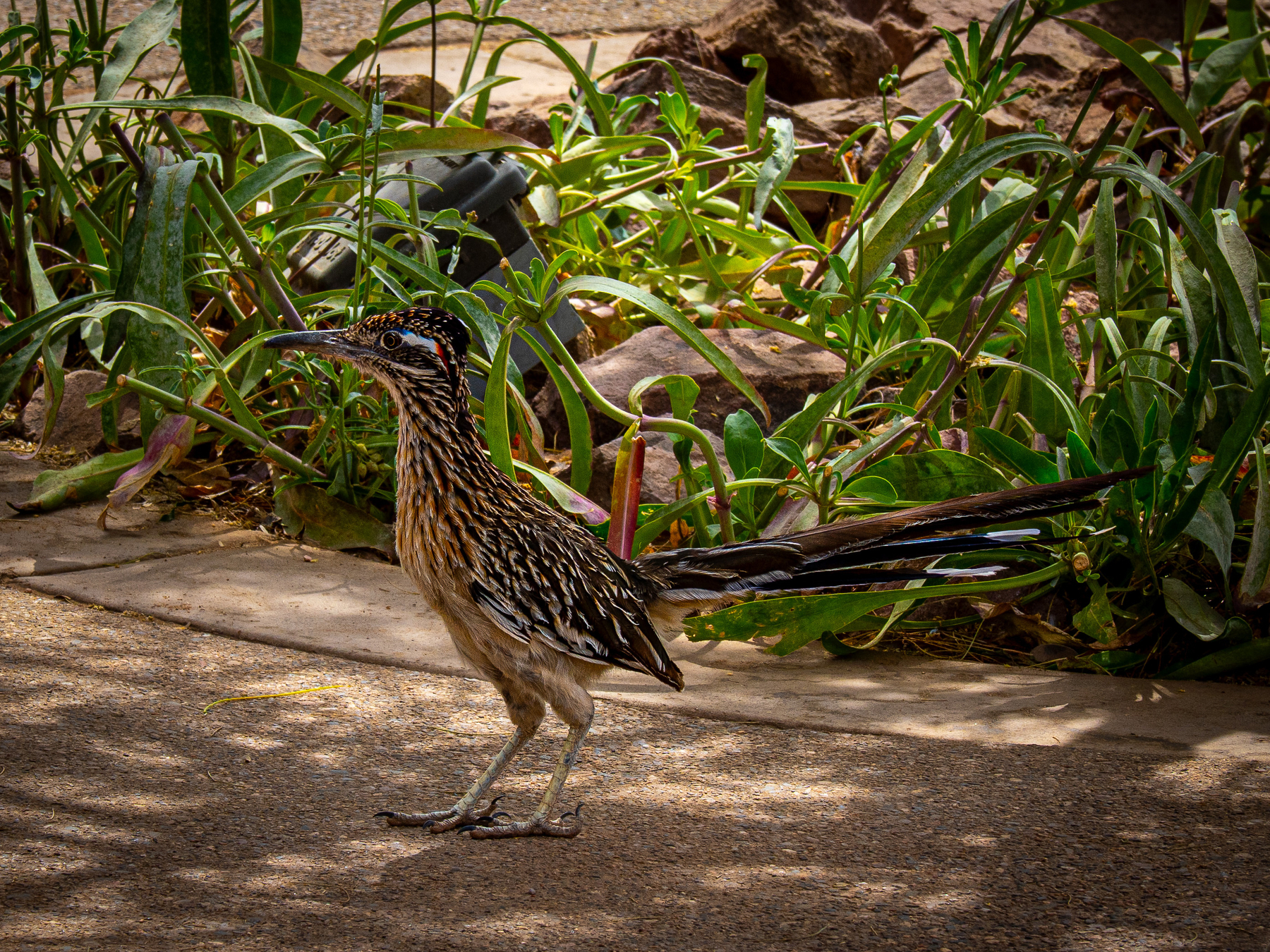Auto-generated description: A roadrunner stands on a pathway surrounded by green plants and rocks.