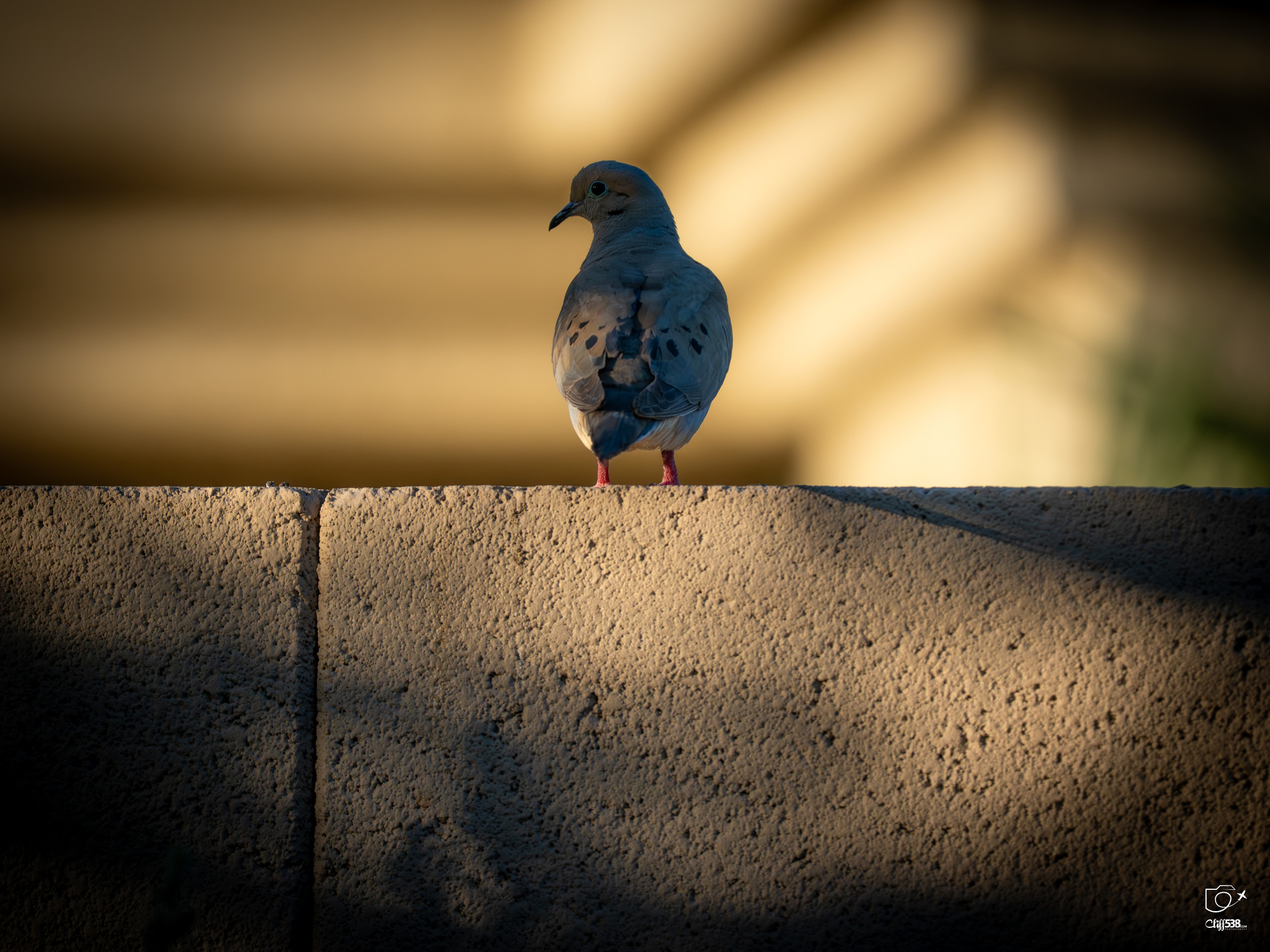 Auto-generated description: A bird is perched on the edge of a sunlit stone ledge.