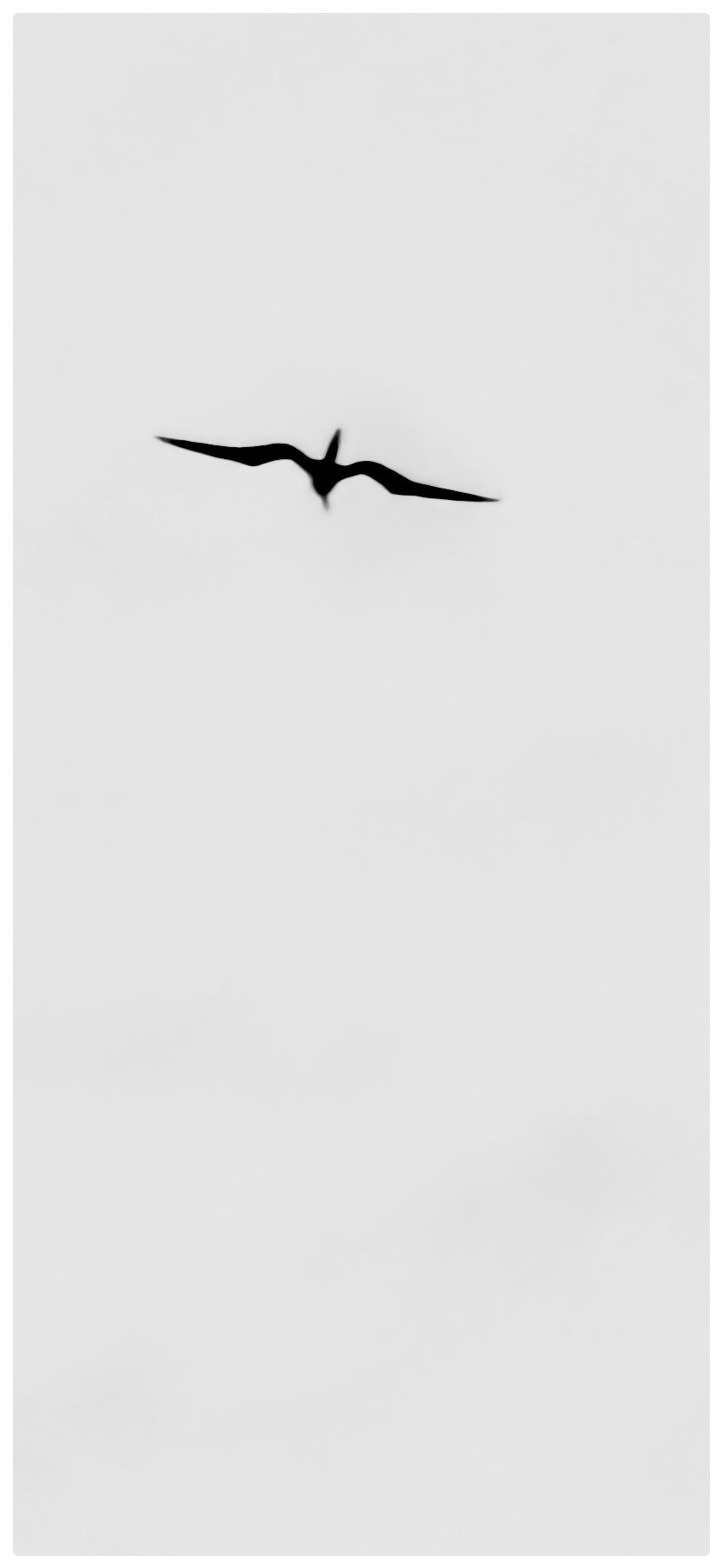 A silhouetted bird is flying gracefully against a pale sky.