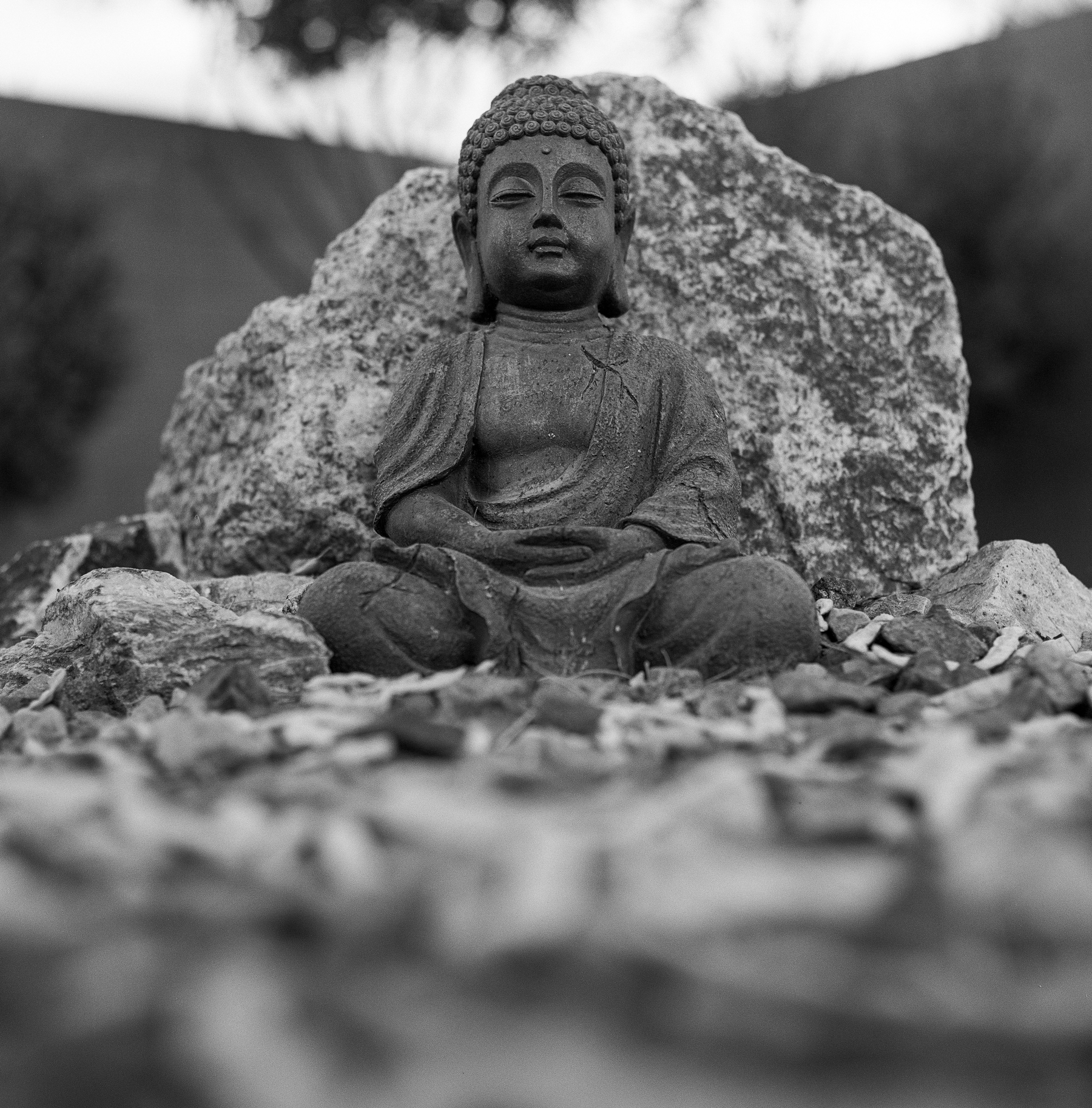 Auto-generated description: A Buddha statue sits peacefully on the ground amidst rocks and leaves with a tree and wall in the background.