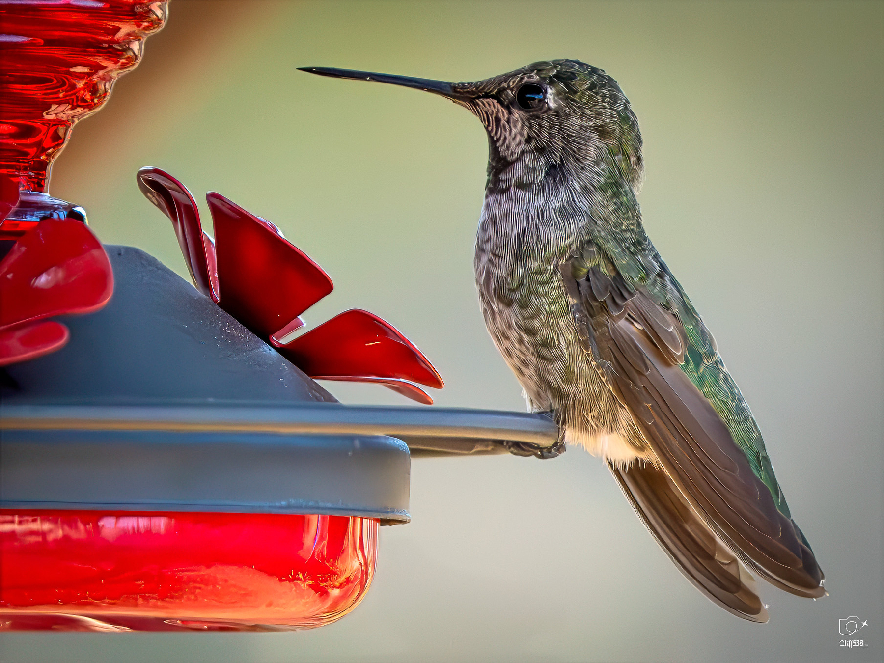 Auto-generated description: A hummingbird is perched on a red feeder, drinking nectar.