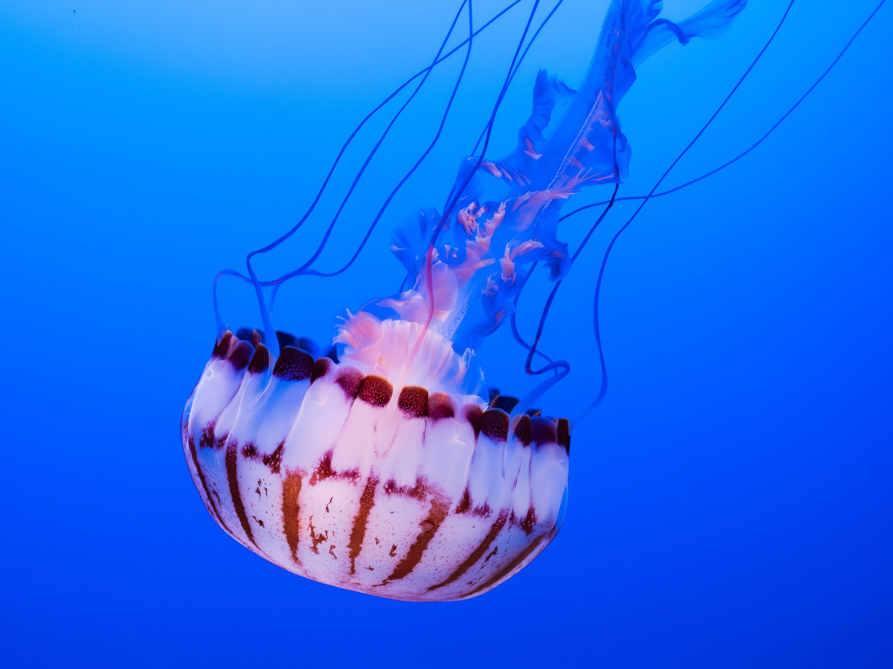 A jellyfish with long tentacles floats gracefully against a vibrant blue background.