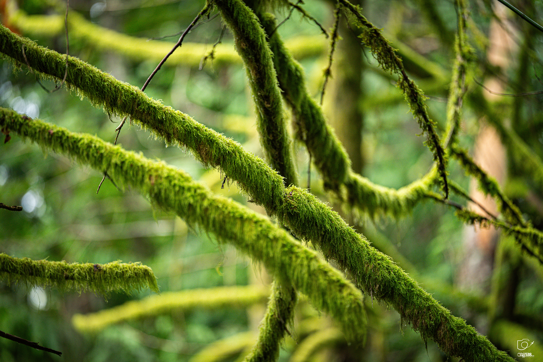 Auto-generated description: Thick tree branches covered in vibrant green moss are intertwined in a dense forest setting.