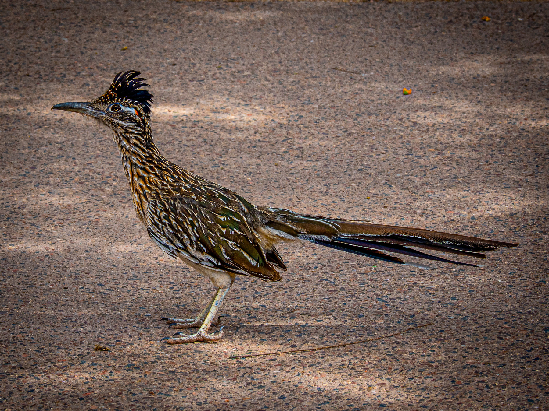 A roadrunner with distinctive dark streaks and a crest is standing on a rocky ground.