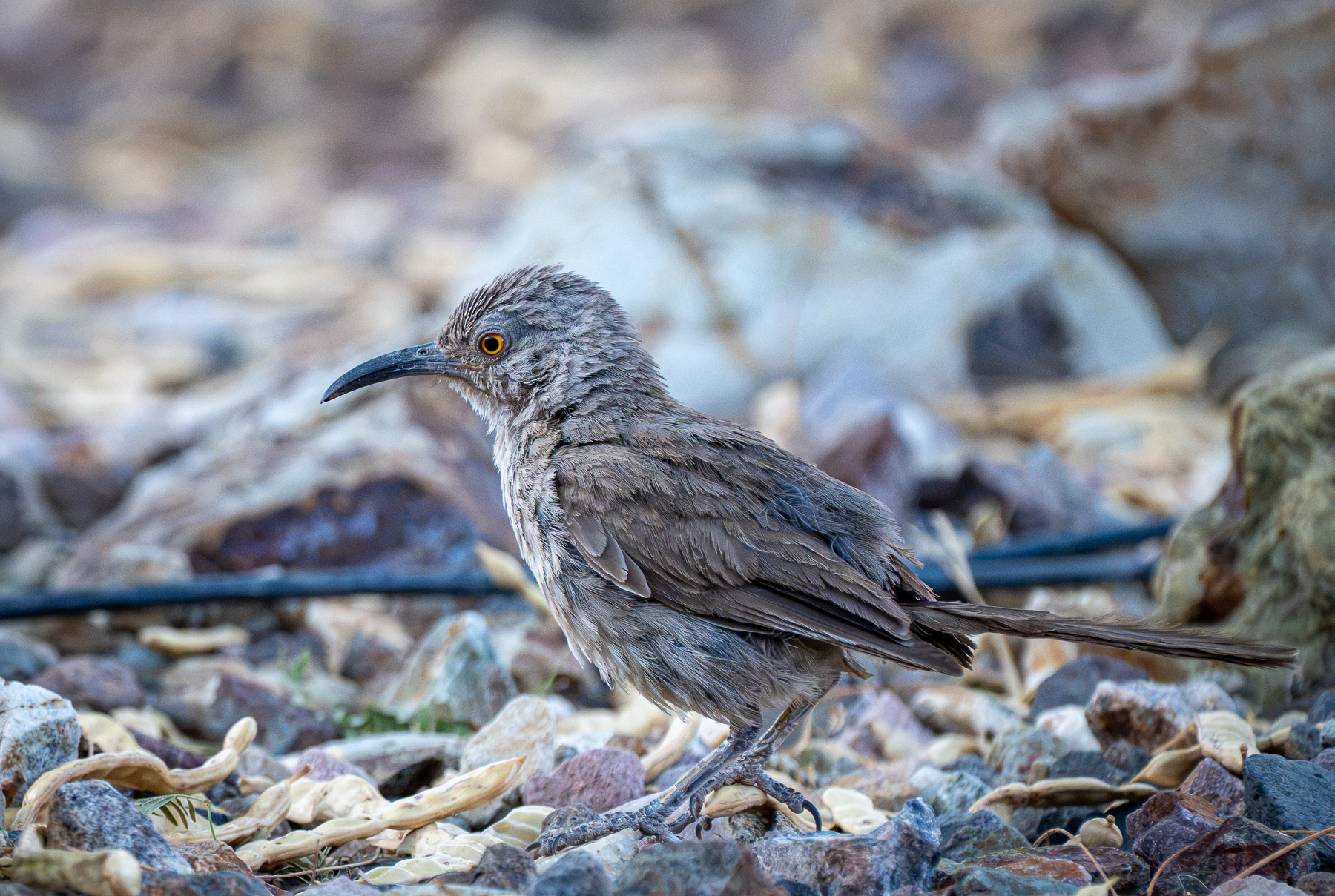Auto-generated description: A brown bird with an orange eye and curved beak is standing on rocky ground with scattered dry leaves and stones.