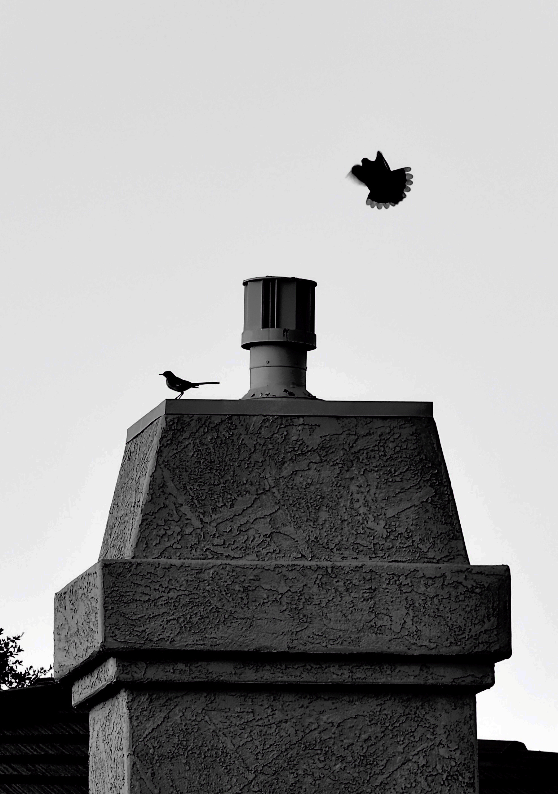 Auto-generated description: A bird is perched on a chimney while another bird flies nearby, silhouetted against a bright sky.