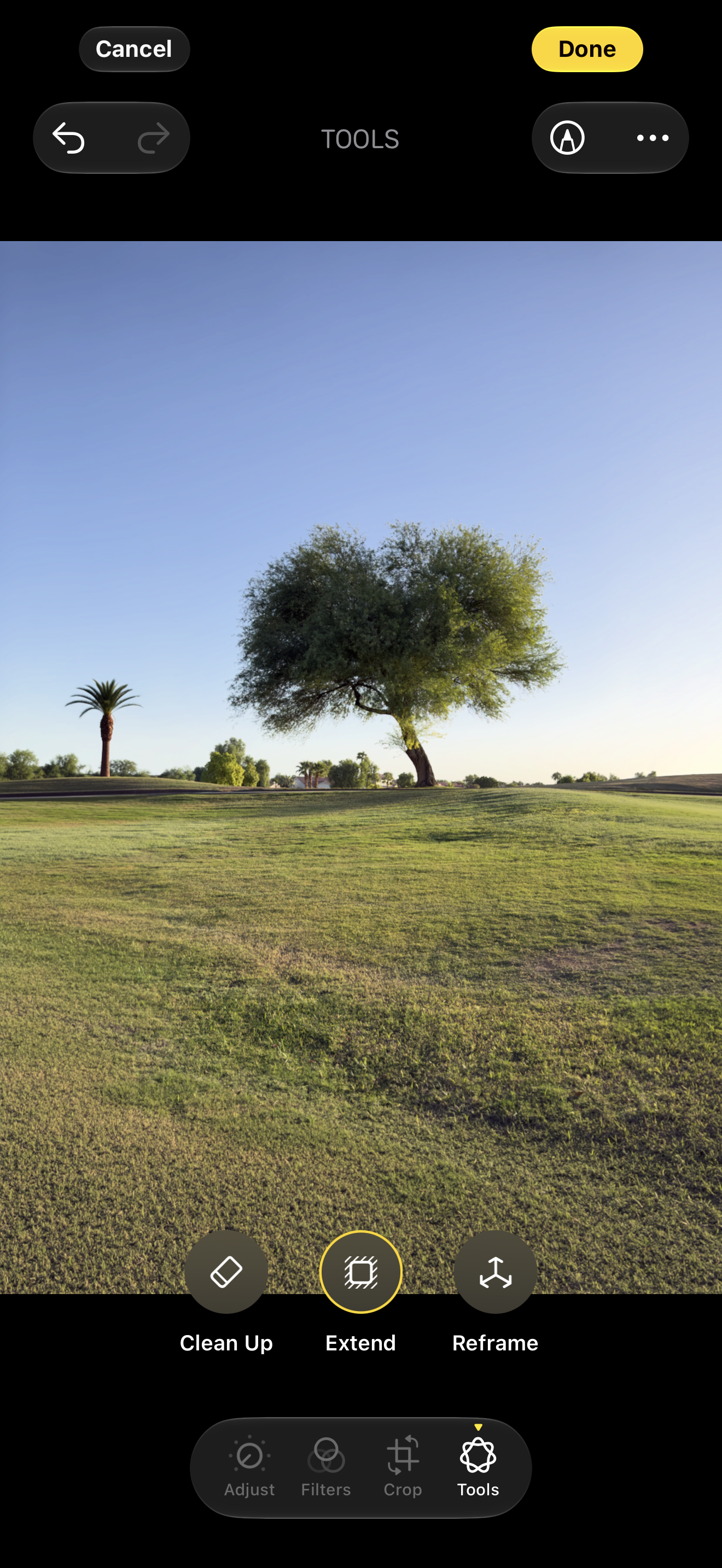Auto-generated description: A solitary tree stands on a gently sloping grassy hill under a clear blue sky, with a palm tree visible in the background.
