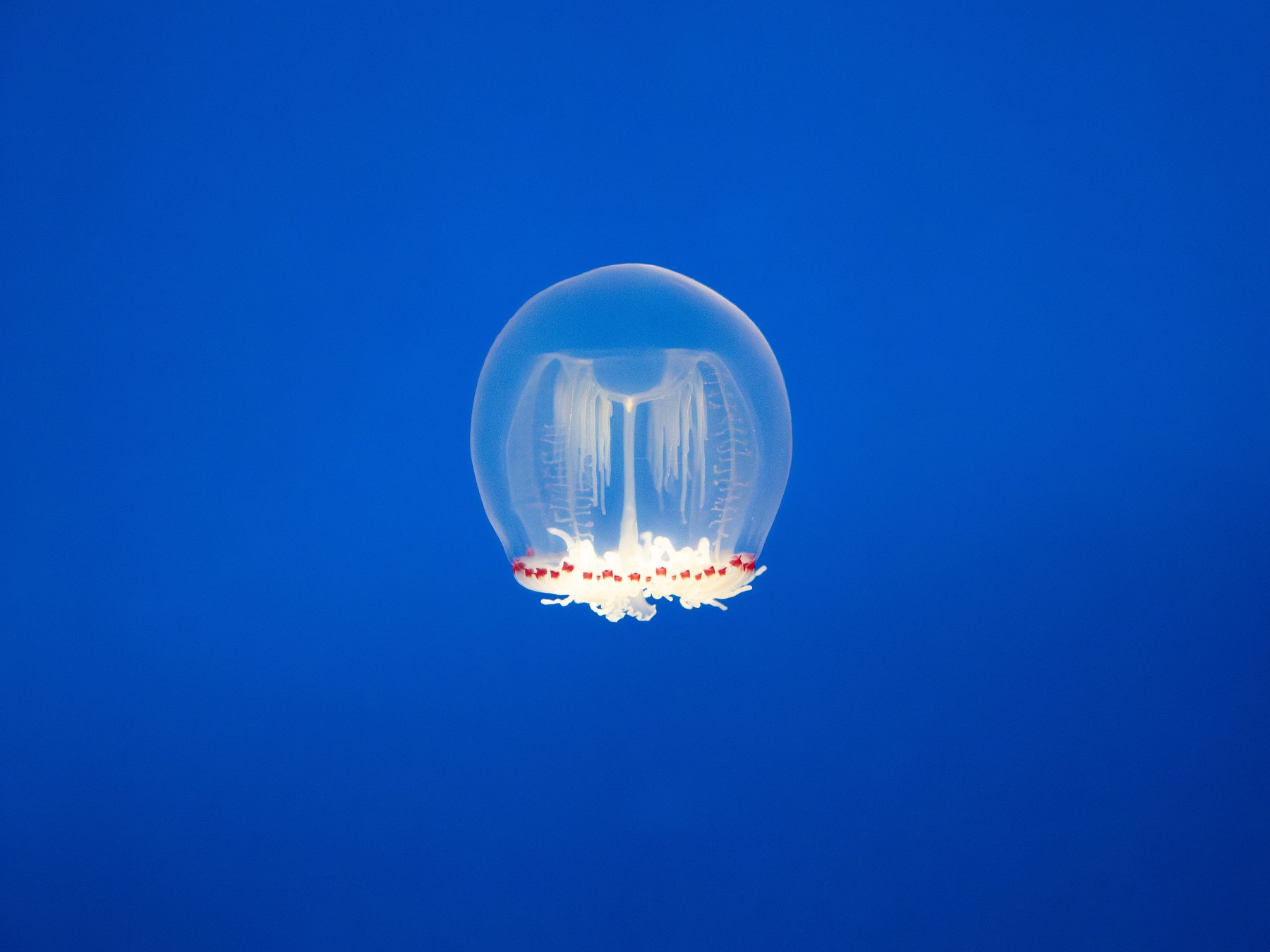 A translucent jellyfish with red-tipped tentacles is floating against a solid blue background.
