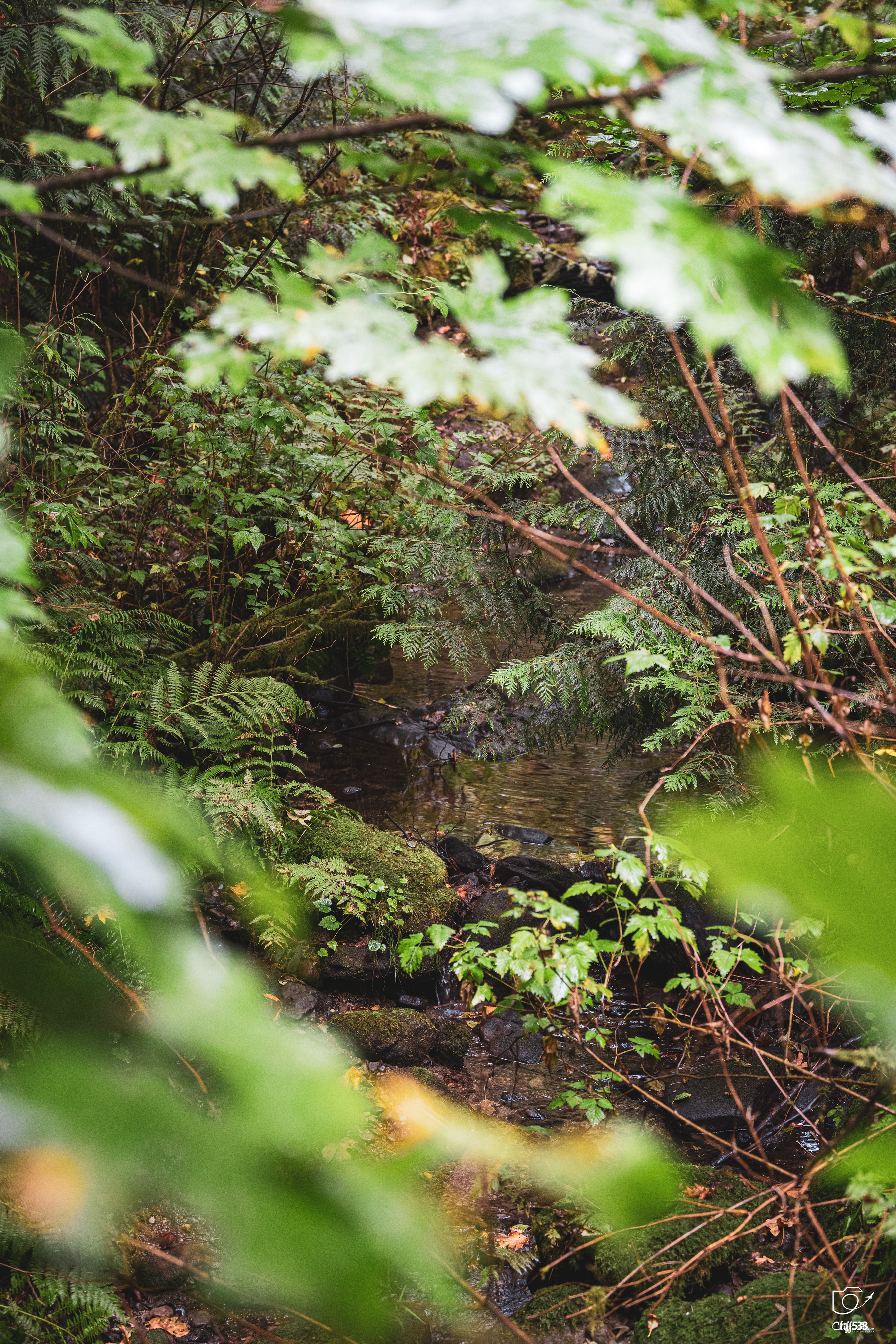 Auto-generated description: A small, serene creek flows through a dense, green forest with an abundance of ferns and leafy foliage.