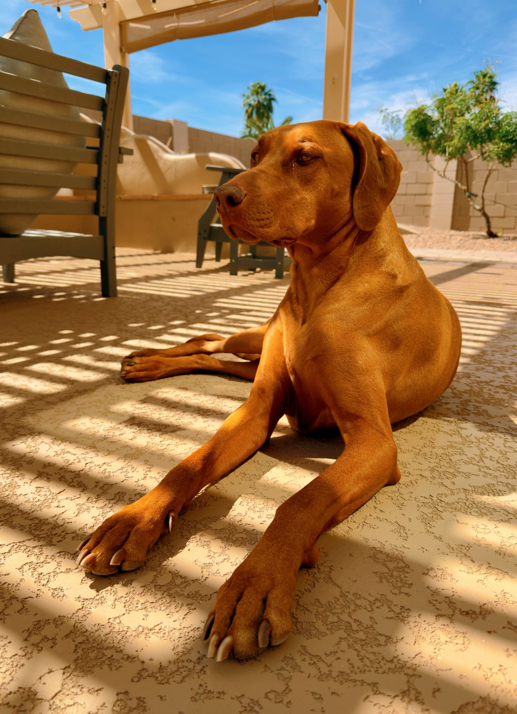 Auto-generated description: A brown dog is lounging on a sunlit patio, surrounded by outdoor furniture and greenery.