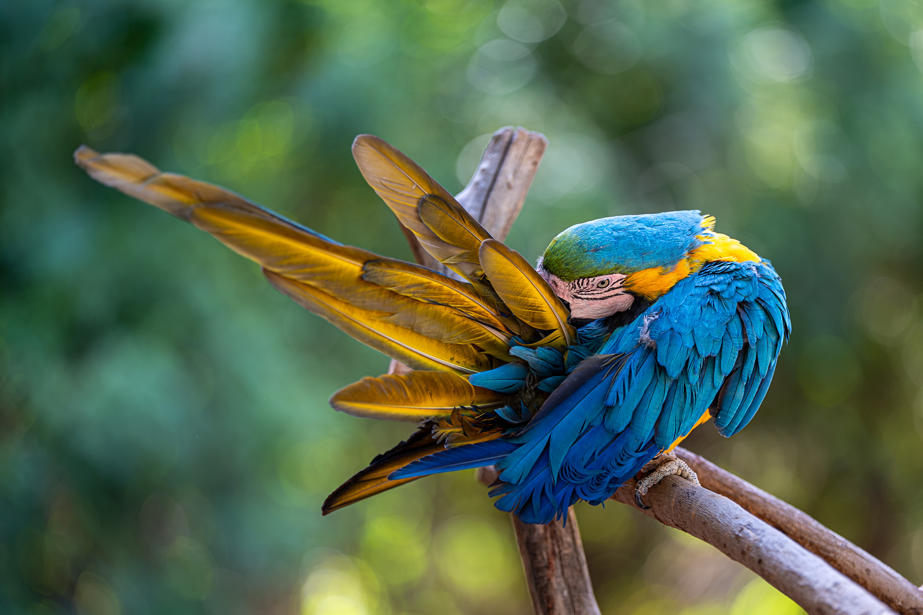 Auto-generated description: A colorful blue and yellow macaw is perched on a branch, preening its feathers against a blurred green background.