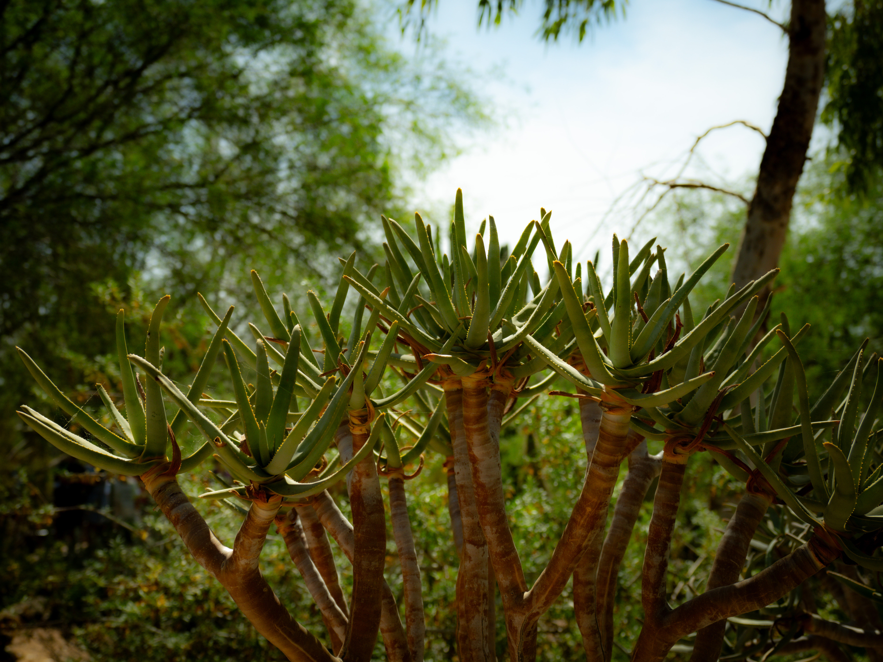 Auto-generated description: A cluster of aloe plants with thick, pointed leaves is set against a backdrop of lush, green foliage and trees.