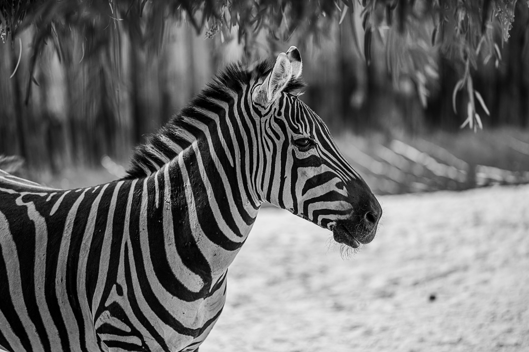 Auto-generated description: A zebra is standing sideways under some hanging branches, with a blurred natural background.