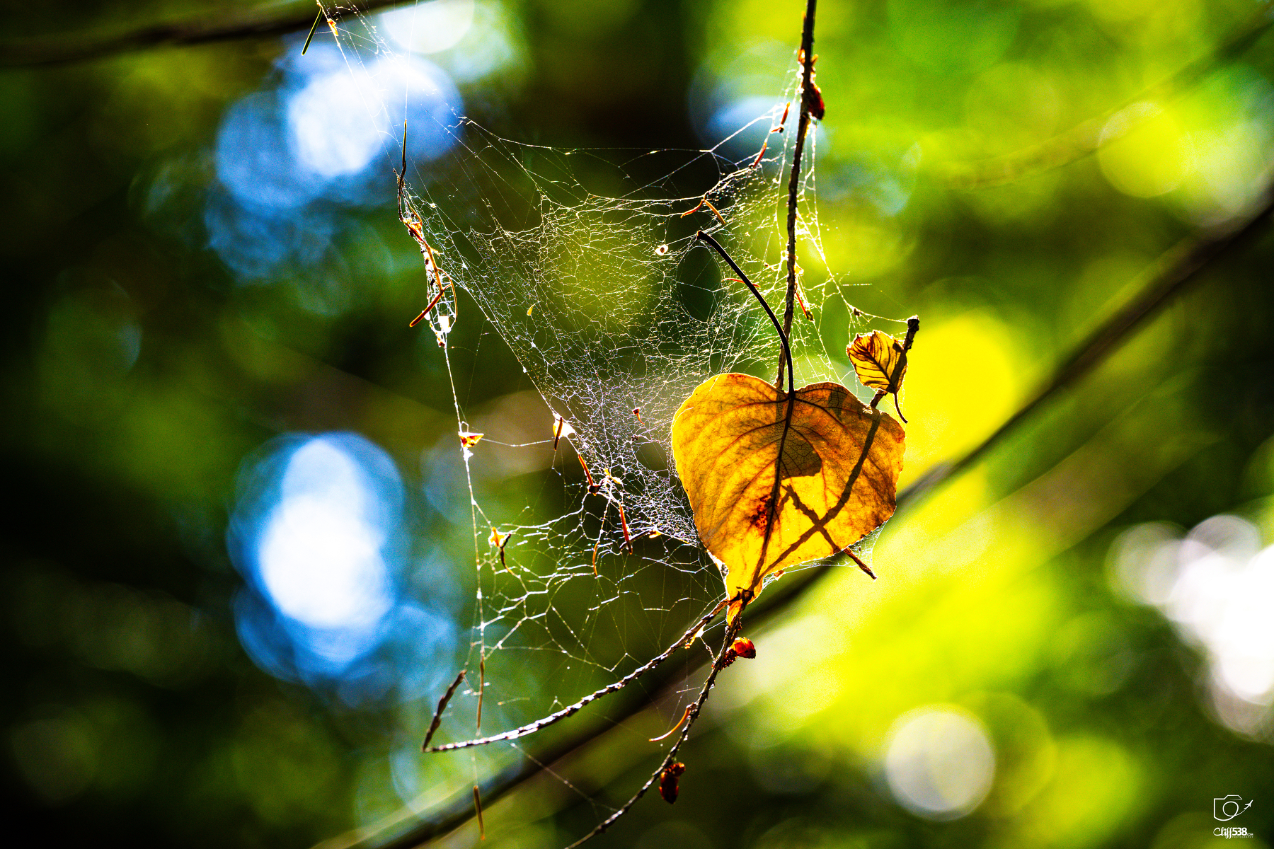 Auto-generated description: A delicate spider web is intricately woven between twigs, with a single yellow heart-shaped leaf caught in its strands against a blurred green and blue background.
