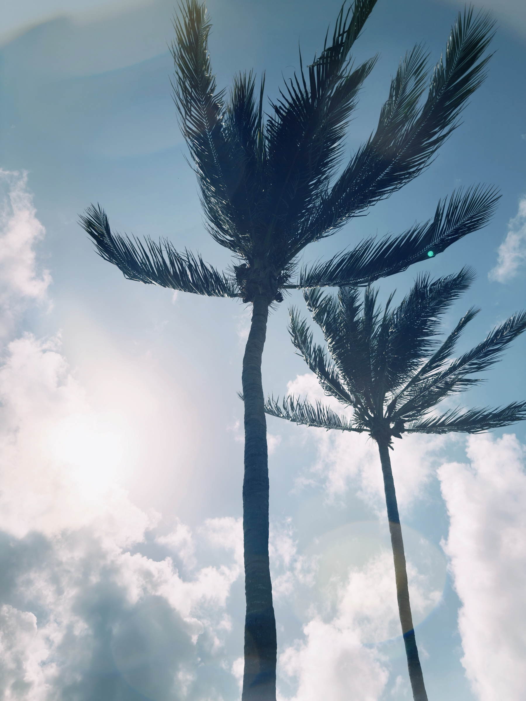Auto-generated description: Two tall palm trees sway under a partly cloudy sky with the sun shining through.