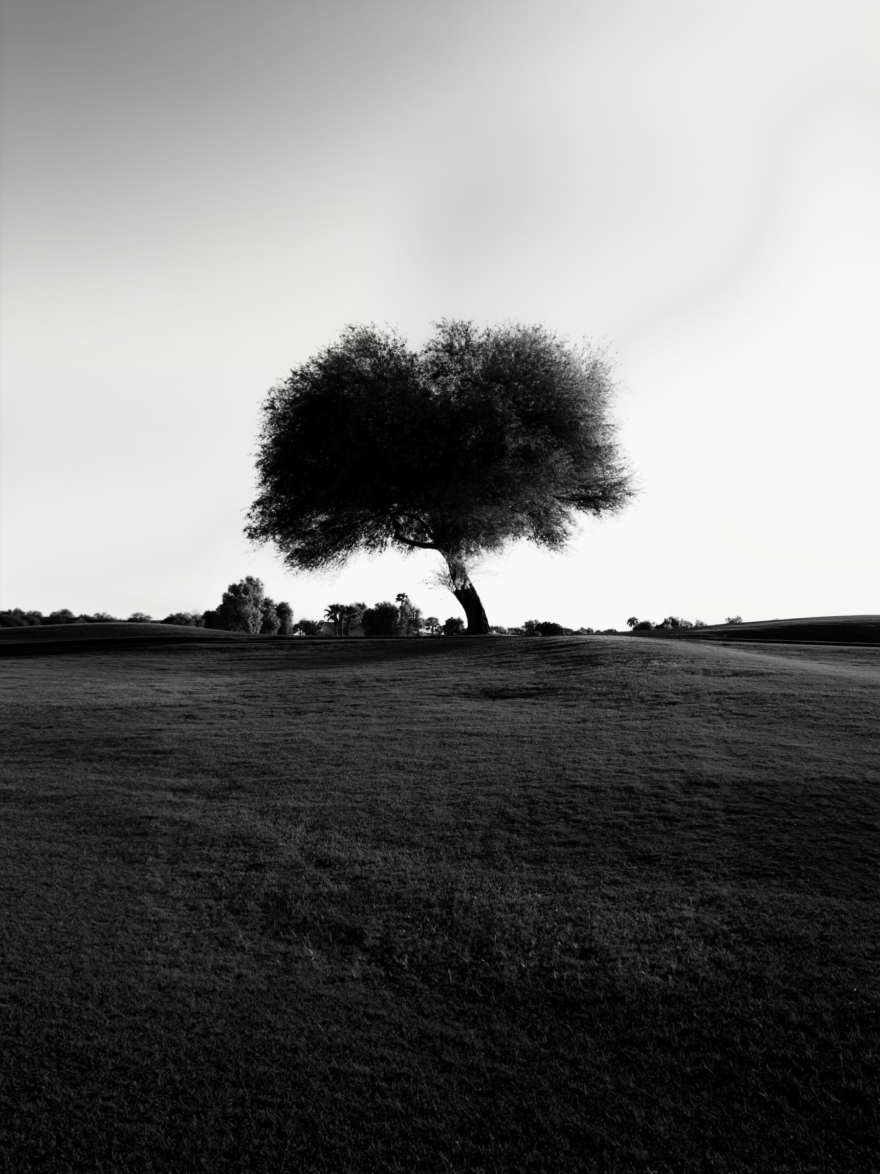 Auto-generated description: A solitary tree stands prominently on a gently sloping hill under a clear sky in a black and white landscape.