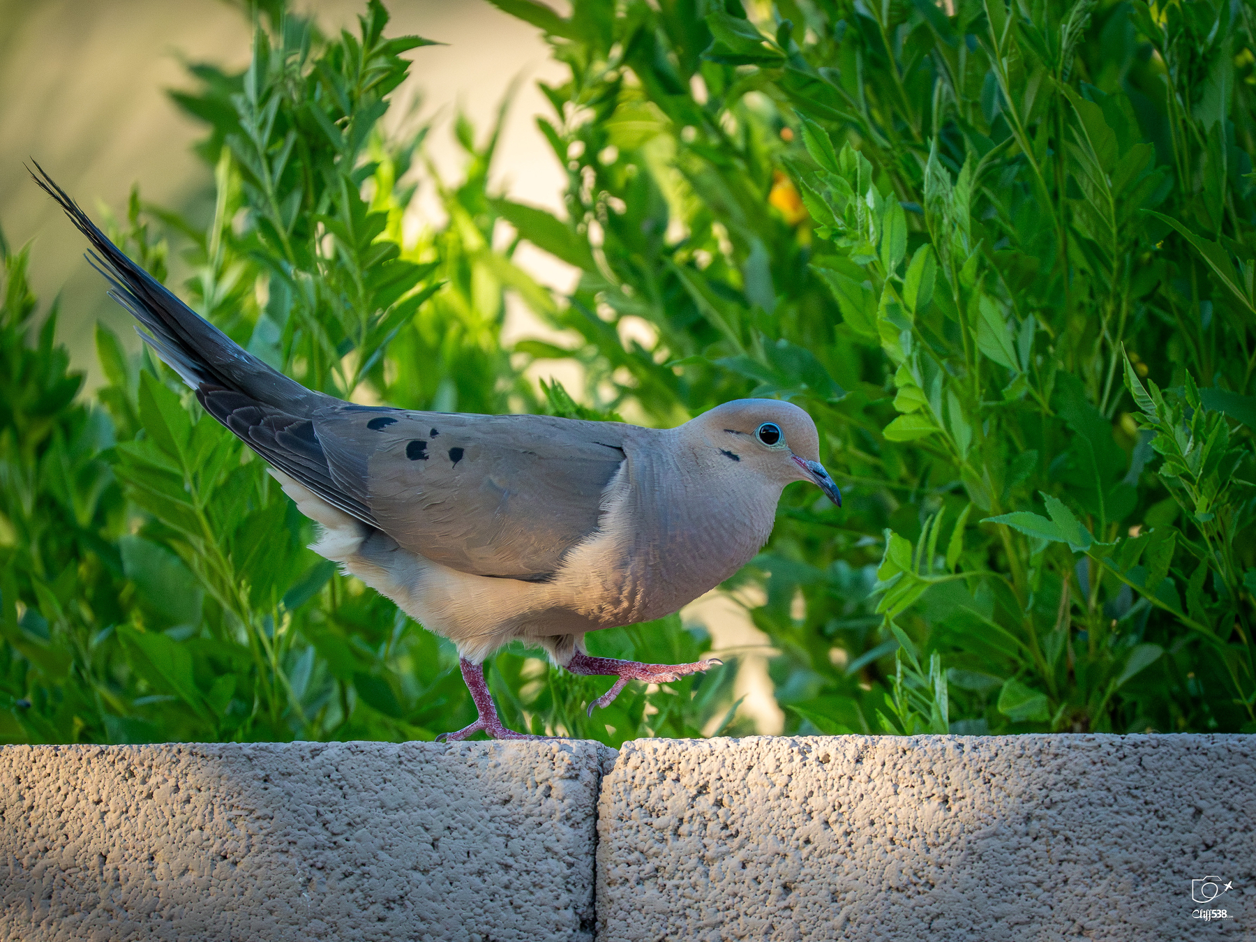 Auto-generated description: A dove is walking along a concrete wall with green foliage in the background.