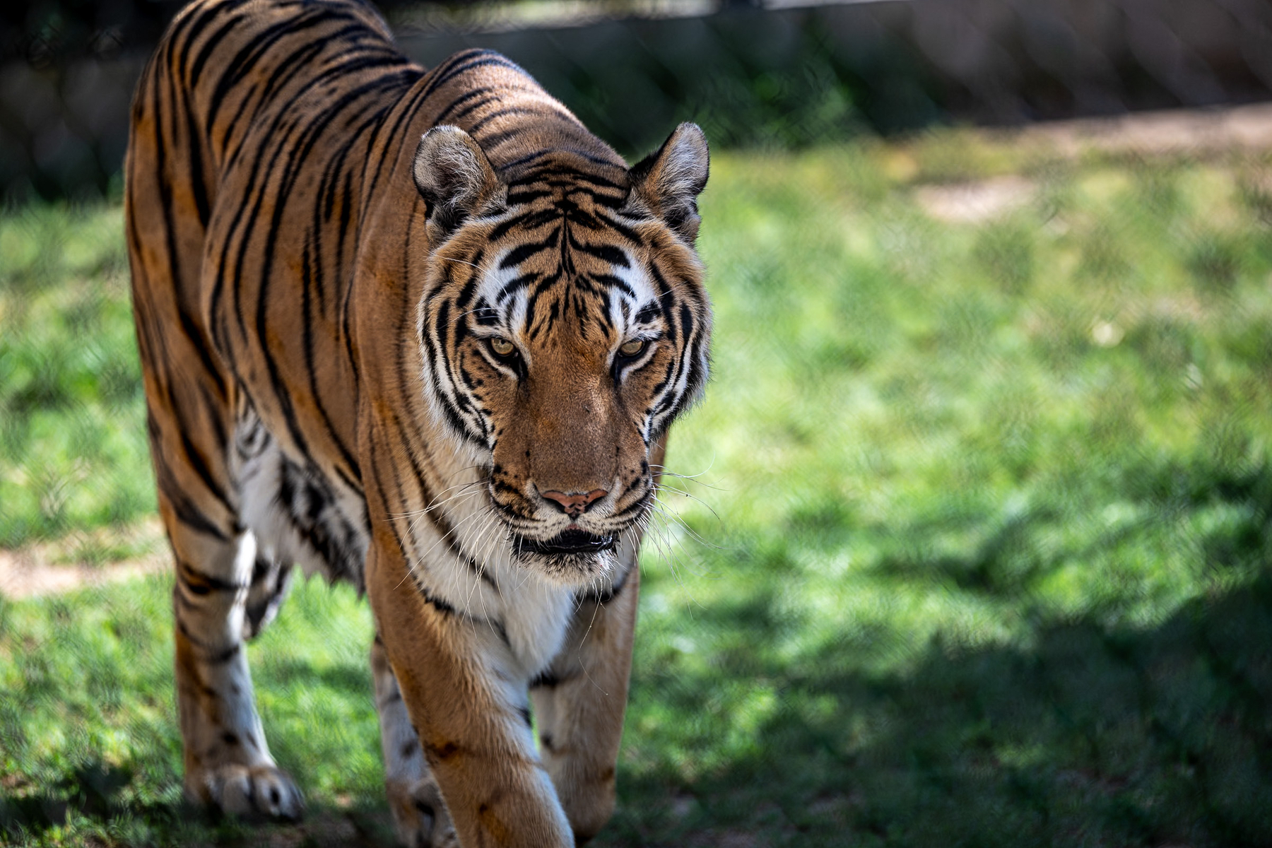 Auto-generated description: A tiger is walking forward on a grassy area with a focused gaze.
