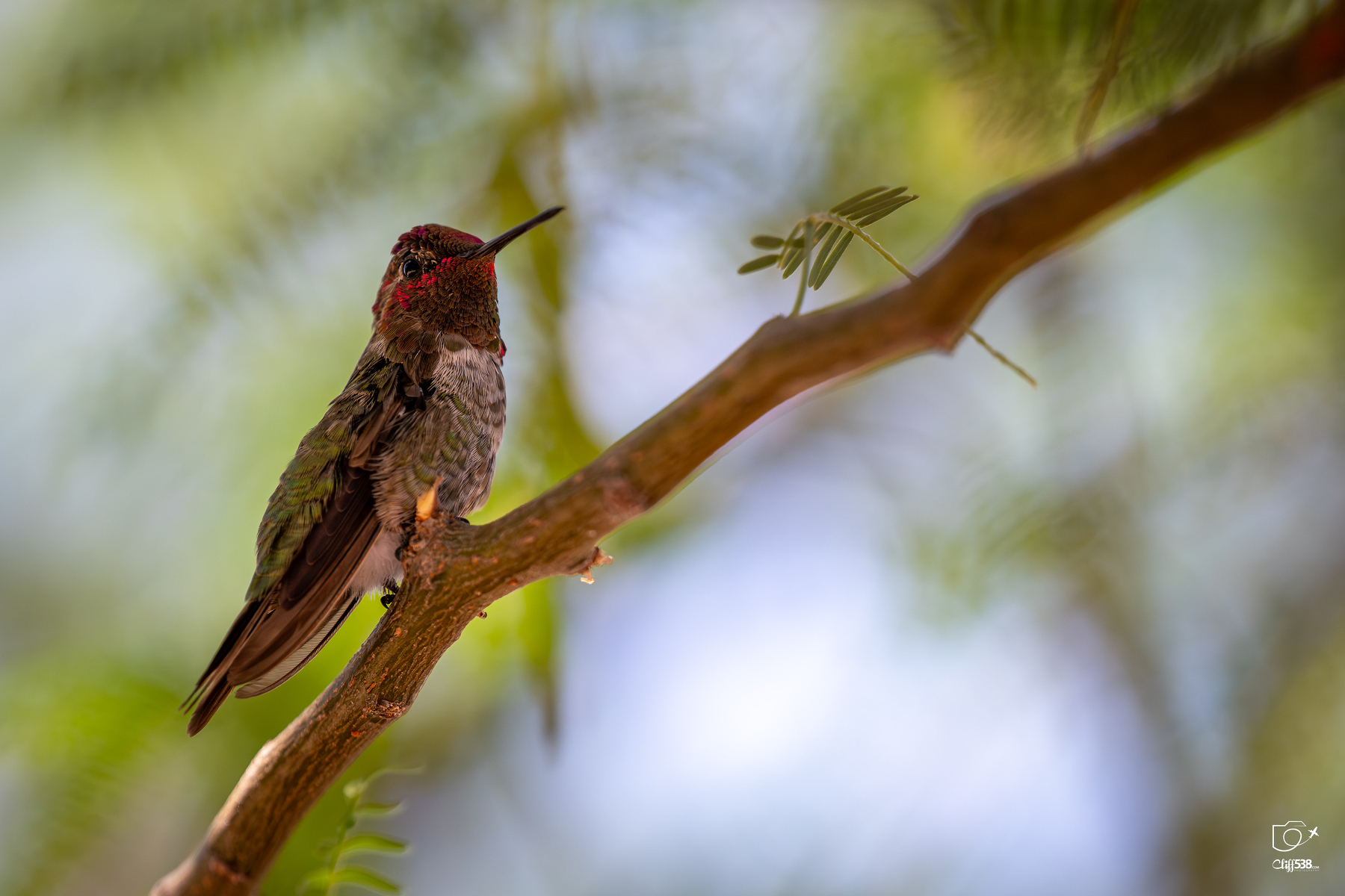Auto-generated description: A hummingbird is perched on a branch against a blurred, natural background.