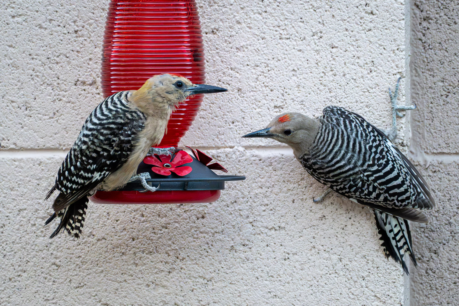 Auto-generated description: Two woodpeckers are perched near a red and black bird feeder attached to a textured wall.