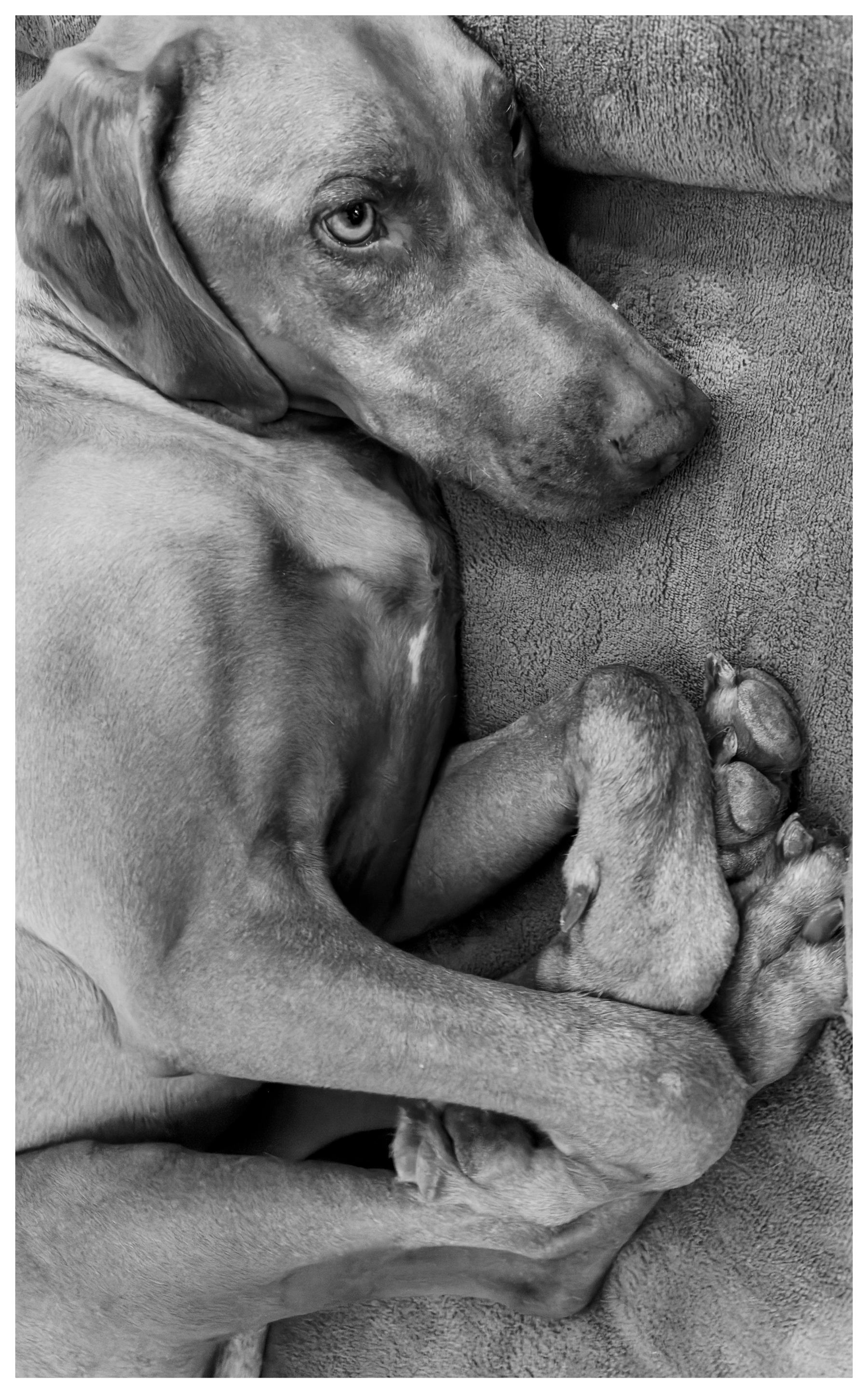 Auto-generated description: A dog is lying down on a soft surface, looking up with an attentive expression.