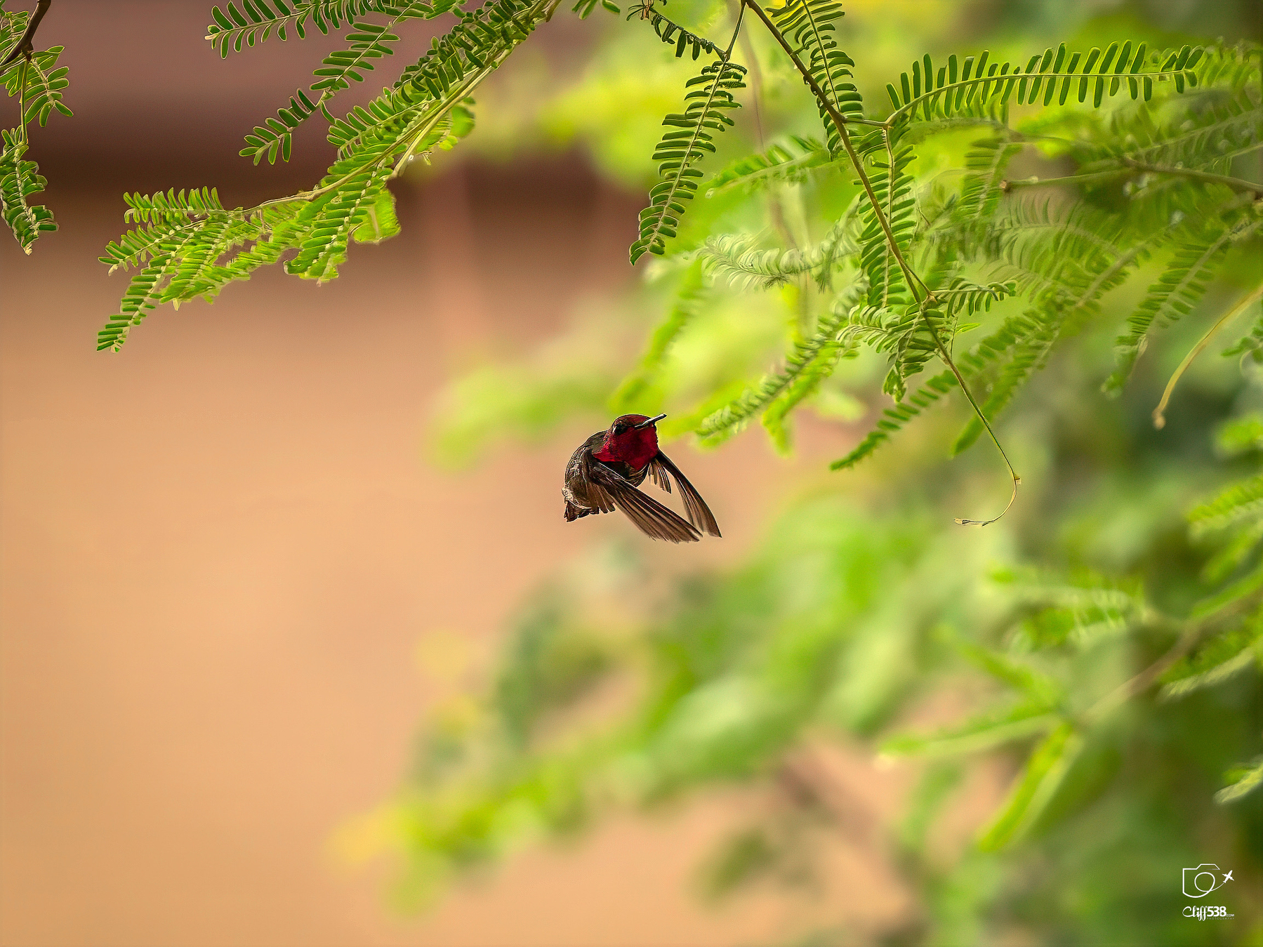 Auto-generated description: A hummingbird with a striking red throat hovers near delicate green leaves.