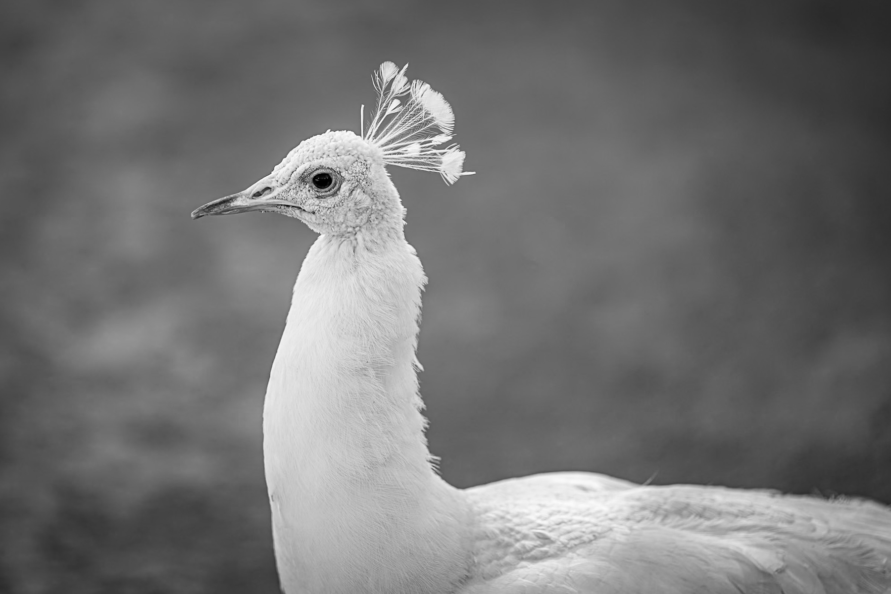 Auto-generated description: A close-up black and white photograph of a white peacock with its head turned to the side.