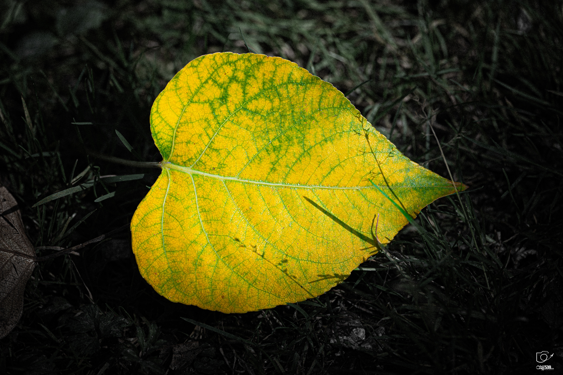 Auto-generated description: A single yellow and green heart-shaped leaf lies on dark grass.