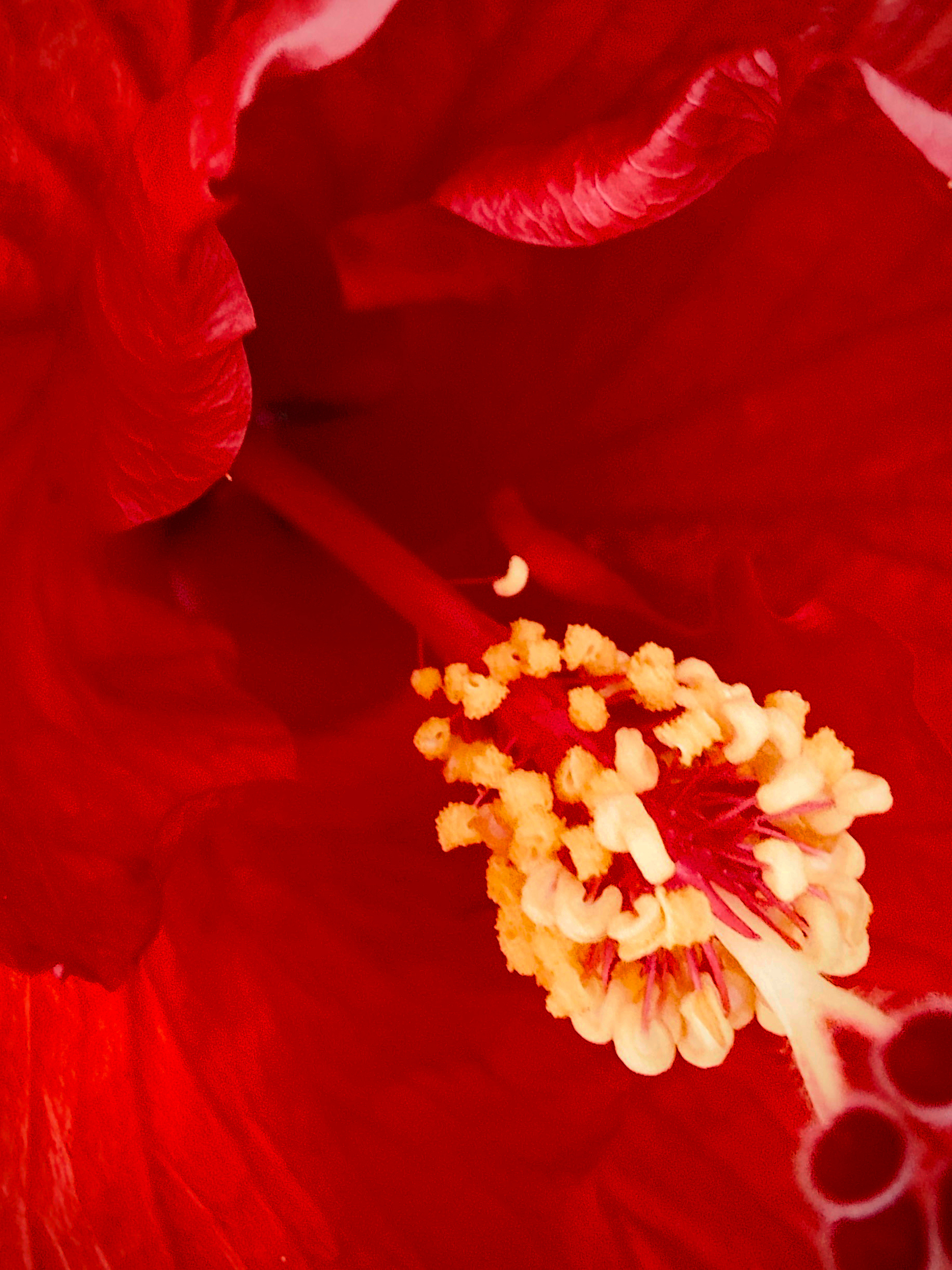 Auto-generated description: A close-up of a vibrant red hibiscus flower displays its detailed petals and prominent yellow stamen.
