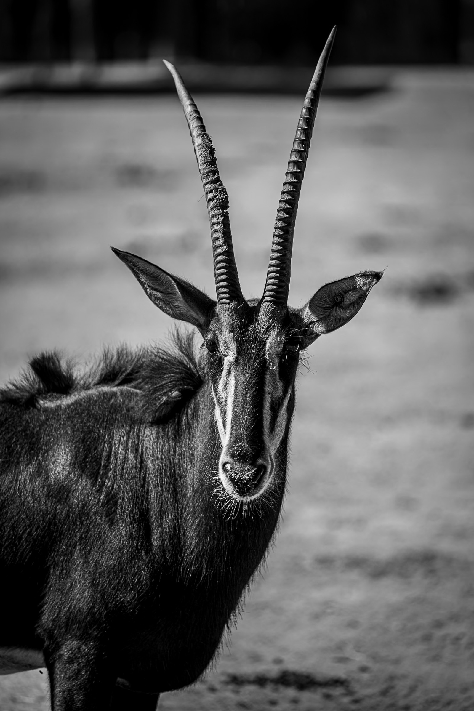 Auto-generated description: A sable antelope with long, curved horns is standing and looking directly at the camera in a natural outdoor setting.