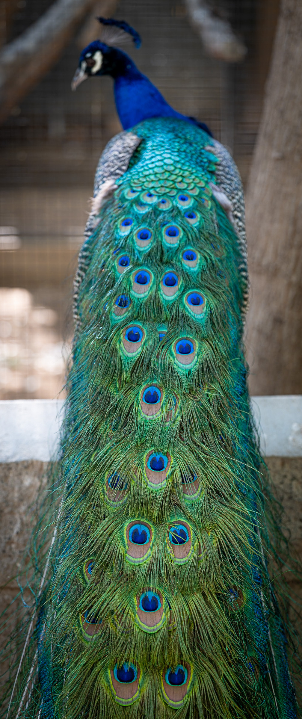 Auto-generated description: A peacock displays its long, vibrant tail feathers adorned with eye-like patterns.