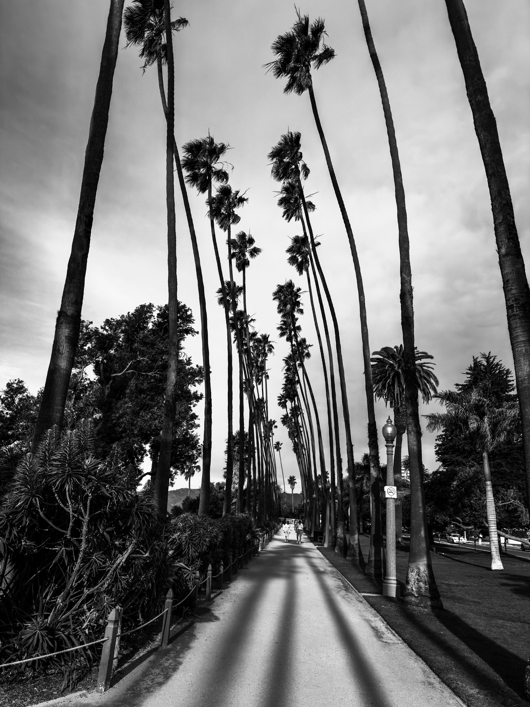 Auto-generated description: A pathway lined with tall palm trees stretches into the distance under a cloudy sky.