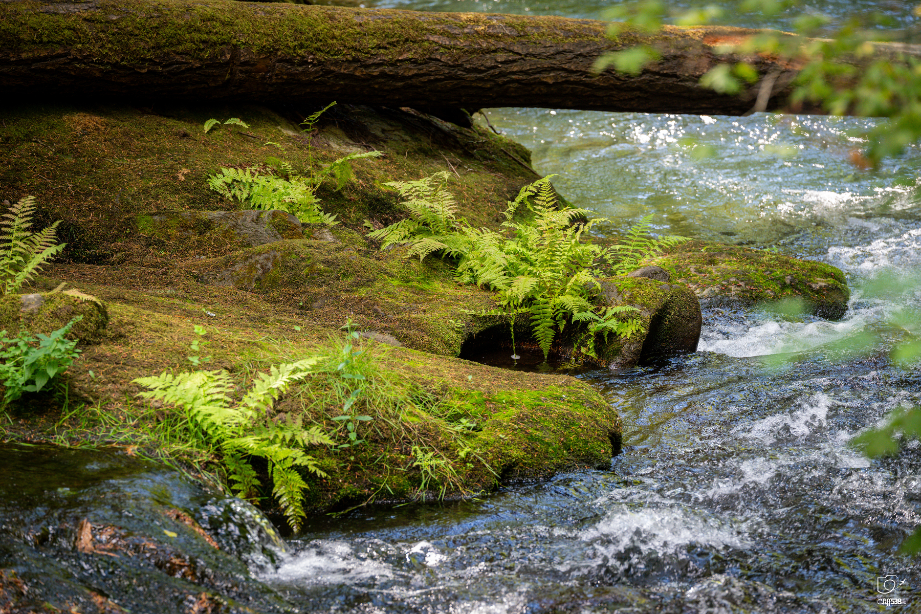 Auto-generated description: A serene stream flows gently past moss-covered rocks and ferns beneath a fallen tree trunk.