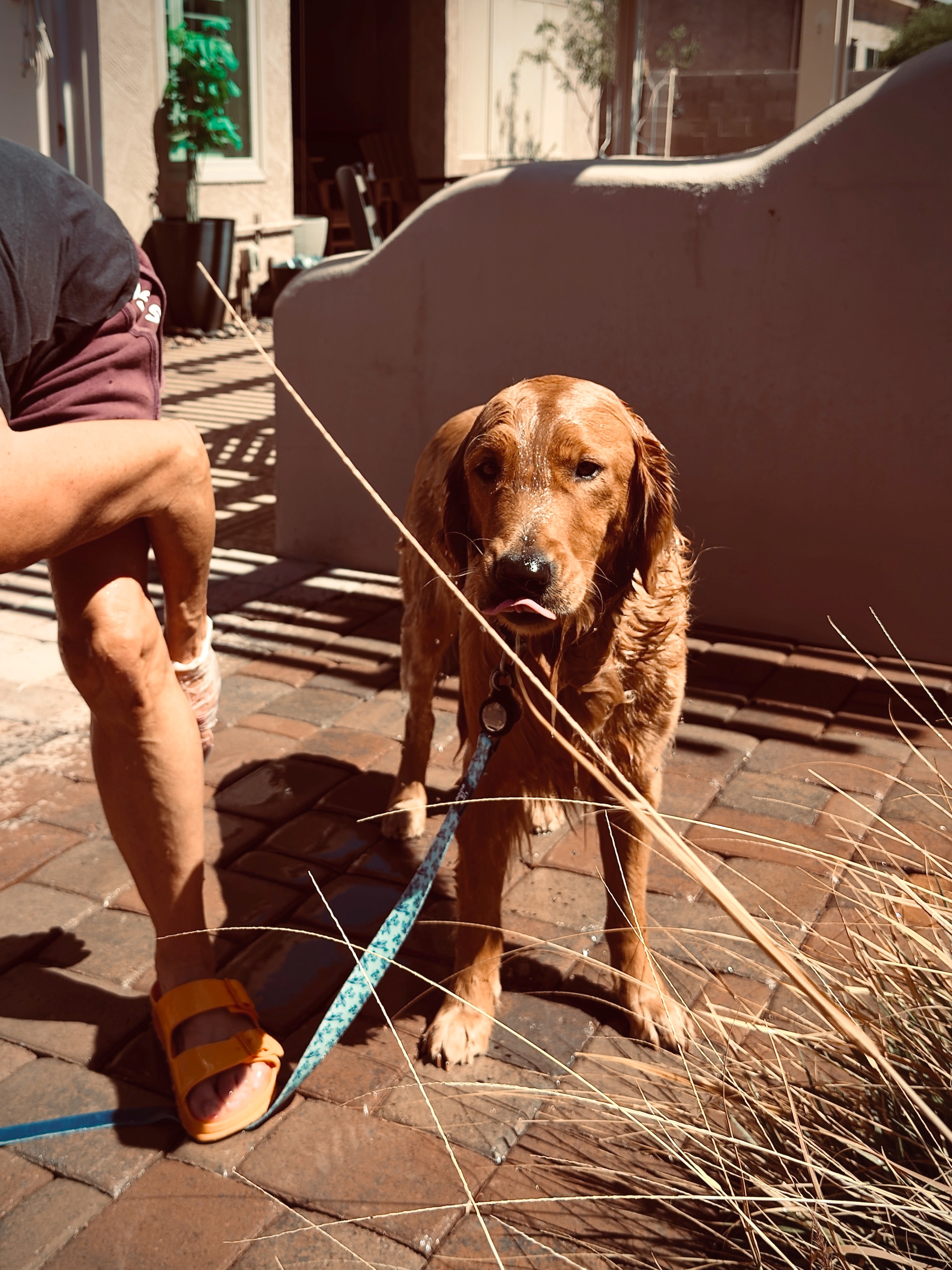 Auto-generated description: A golden retriever on a blue leash stands on a brick patio next to a person wearing orange sandals, with dry grass and a stucco wall in the background.