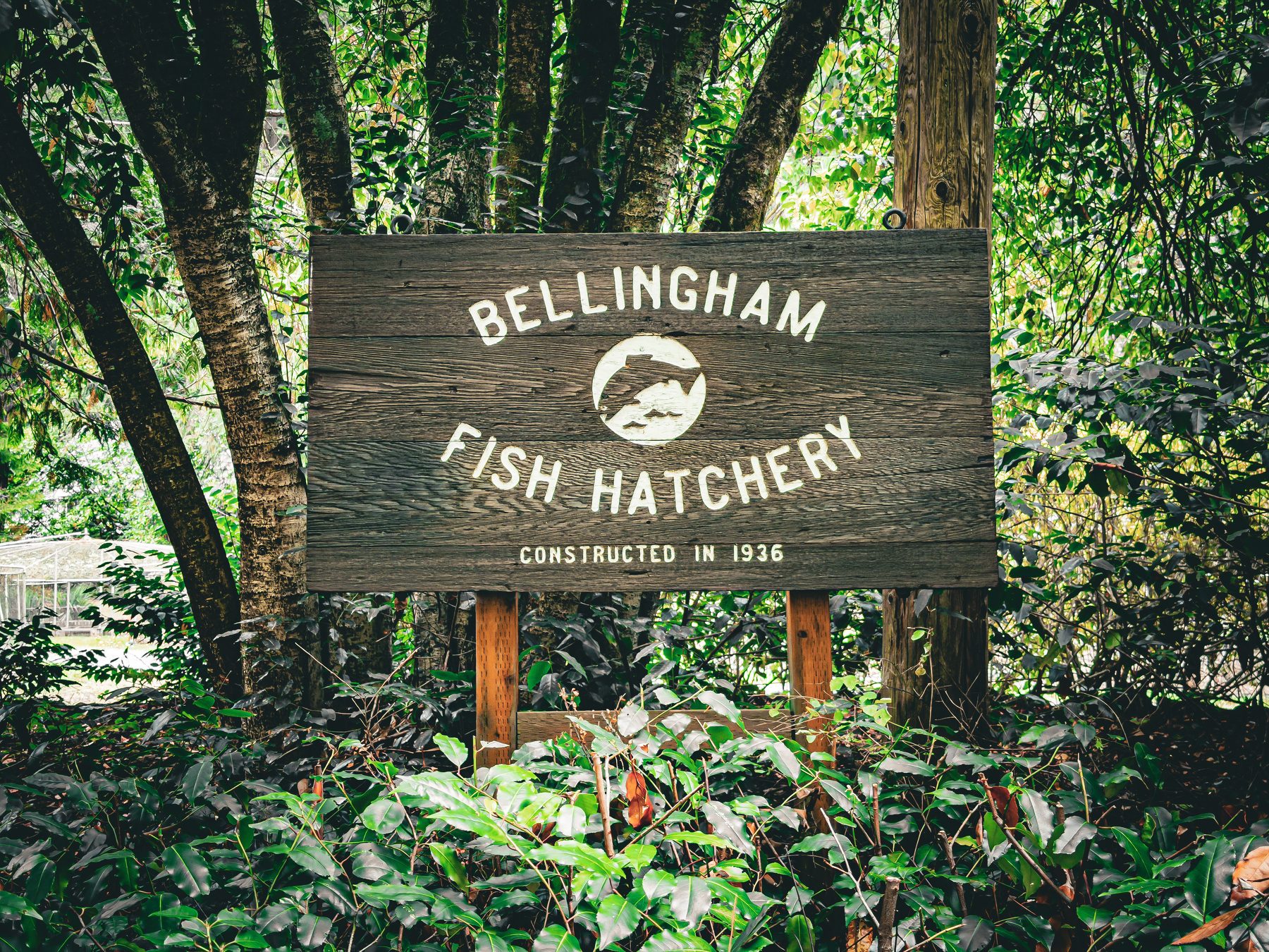 Auto-generated description: A wooden sign for the Bellingham Fish Hatchery, established in 1936, is displayed amidst lush greenery and trees.