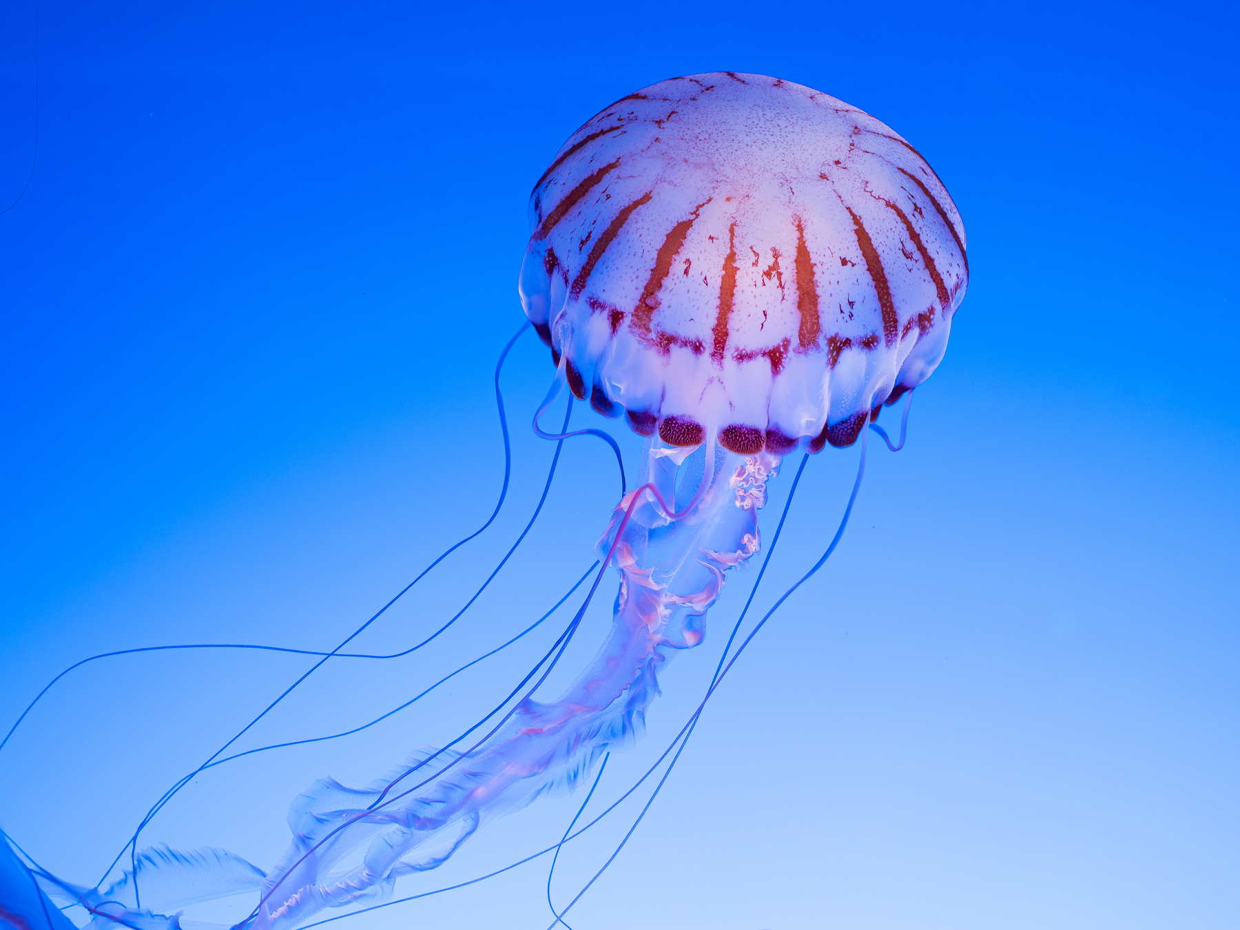 A jellyfish with long, flowing tentacles gracefully moves through a vibrant blue underwater environment.