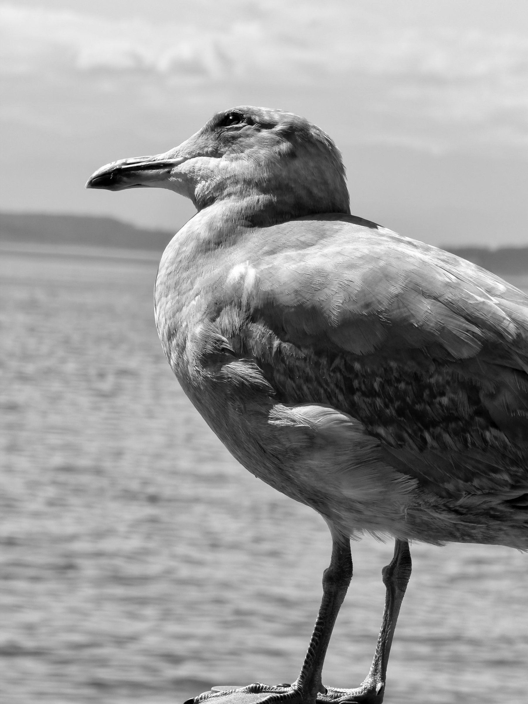 Auto-generated description: A seagull stands on a perch overlooking a large body of water in a black and white photo.