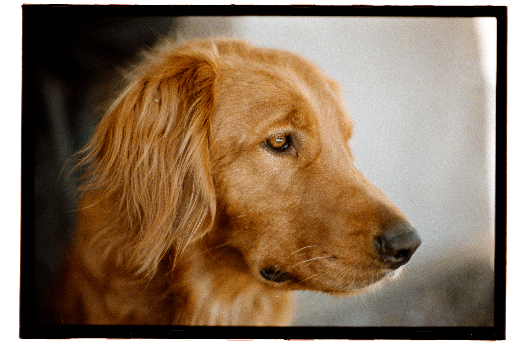 Auto-generated description: A golden retriever is shown in a close-up profile view with a calm and thoughtful expression.