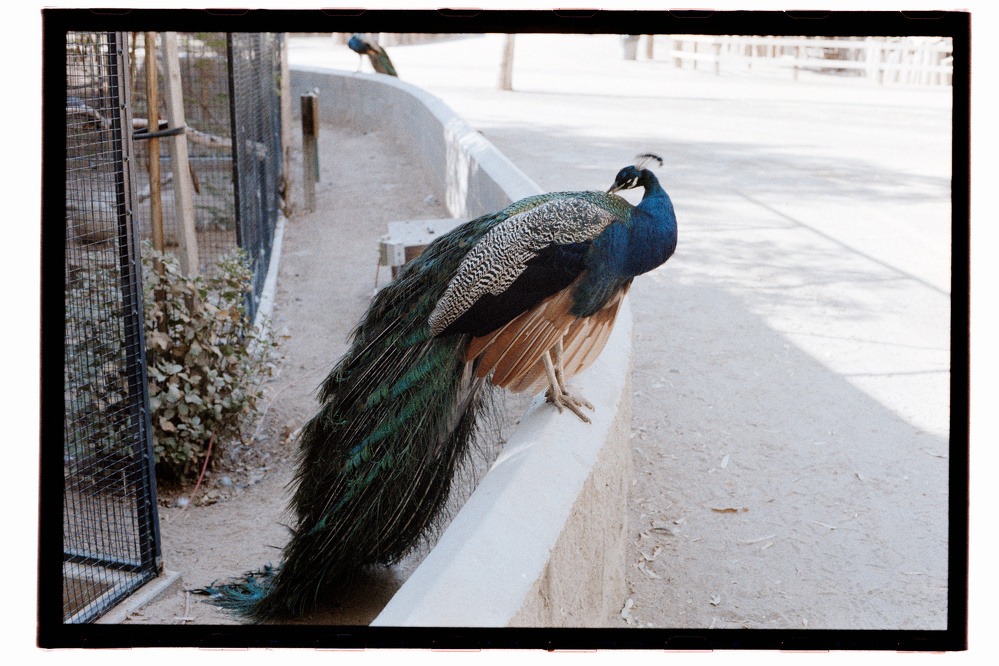 A peacock is perched on a low wall near an outdoor enclosure.