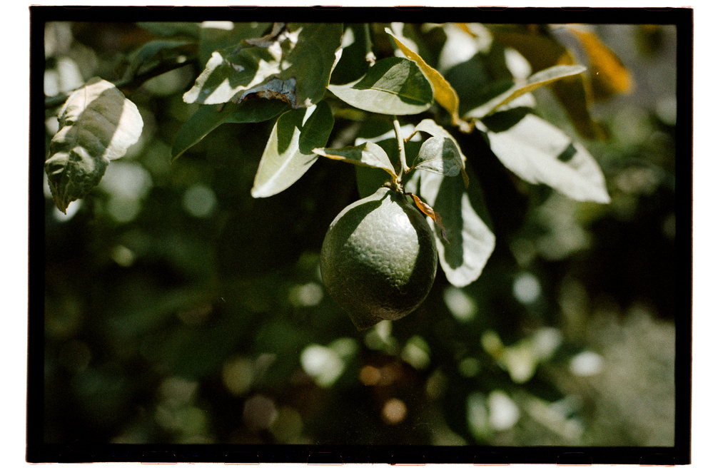 A green, unripe fruit is hanging from a branch surrounded by dark green leaves.