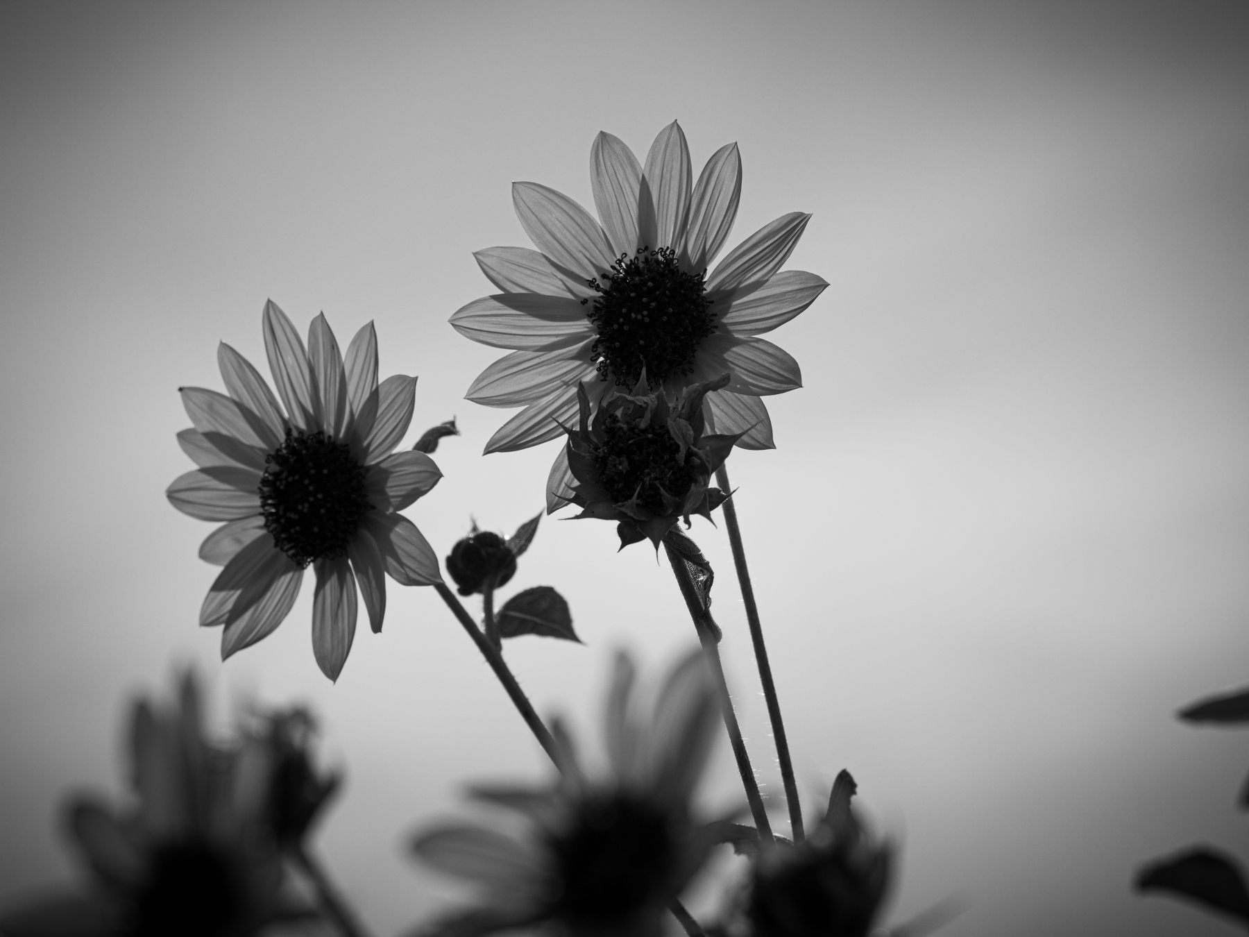 Auto-generated description: Three sunflowers are silhouetted against a clear sky in a black and white photograph.