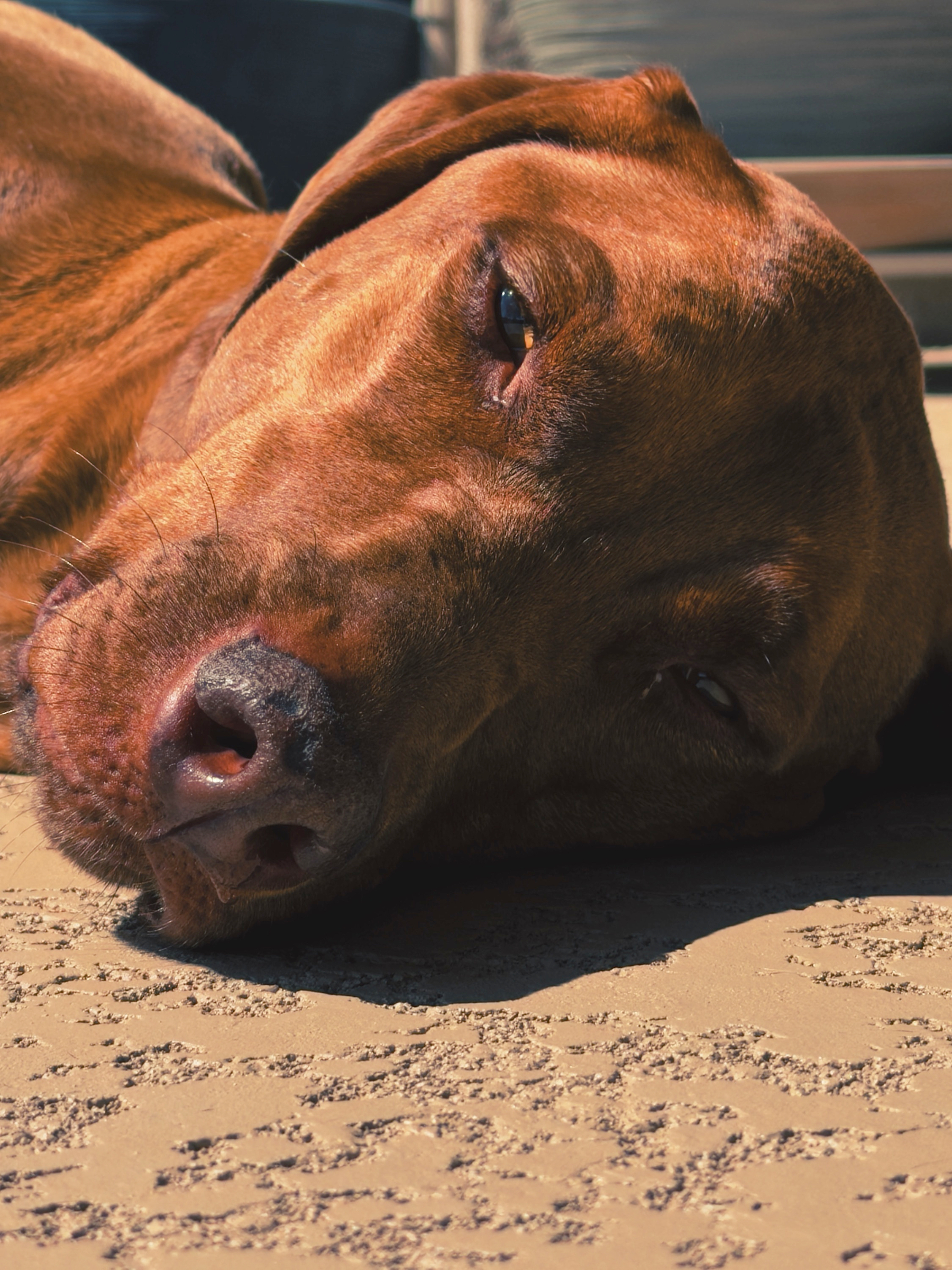 Auto-generated description: A brown dog is lying down on a textured surface, relaxing in the sunlight.