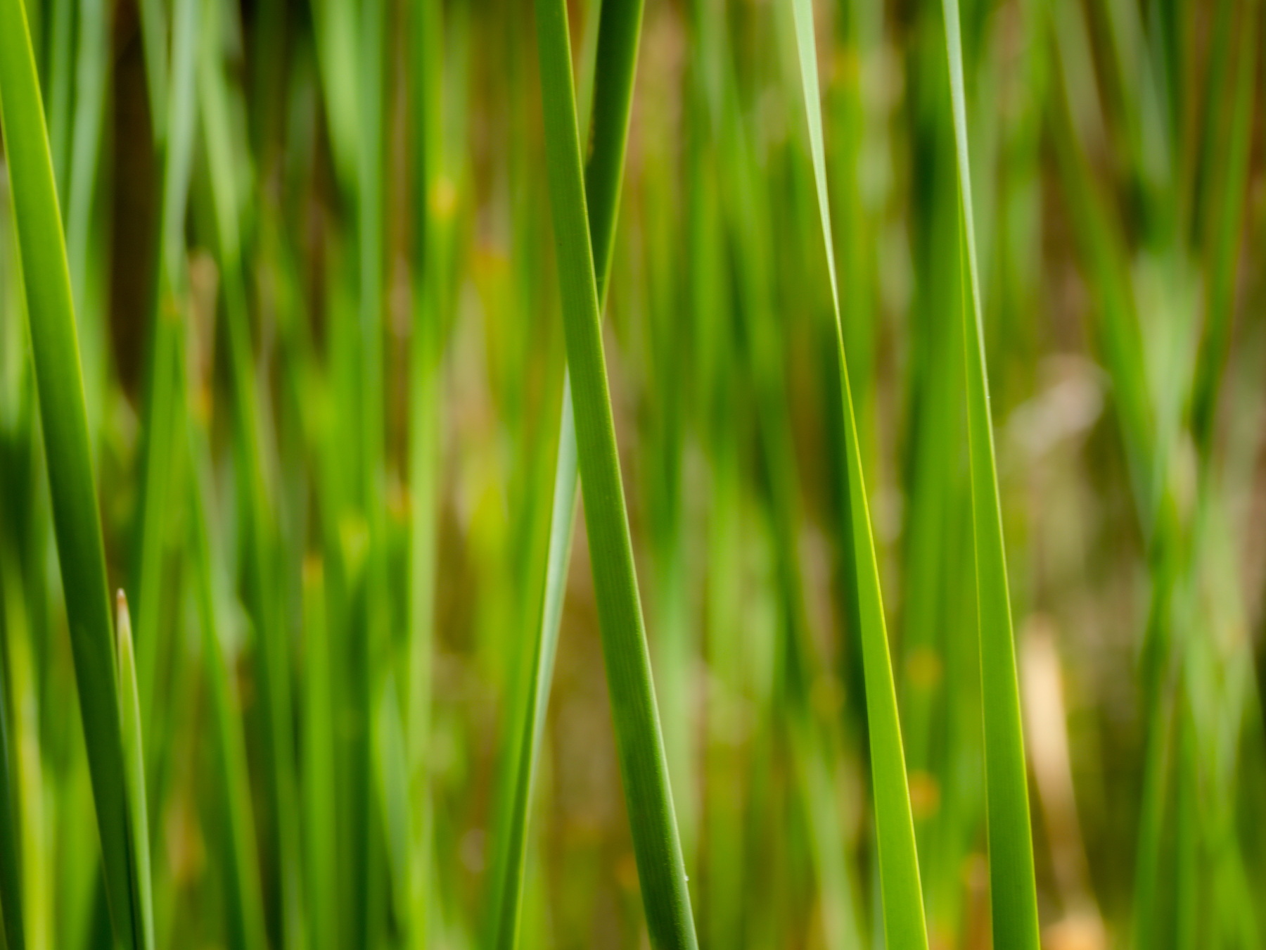 Auto-generated description: A close-up view of tall, green grasses growing in a dense formation.