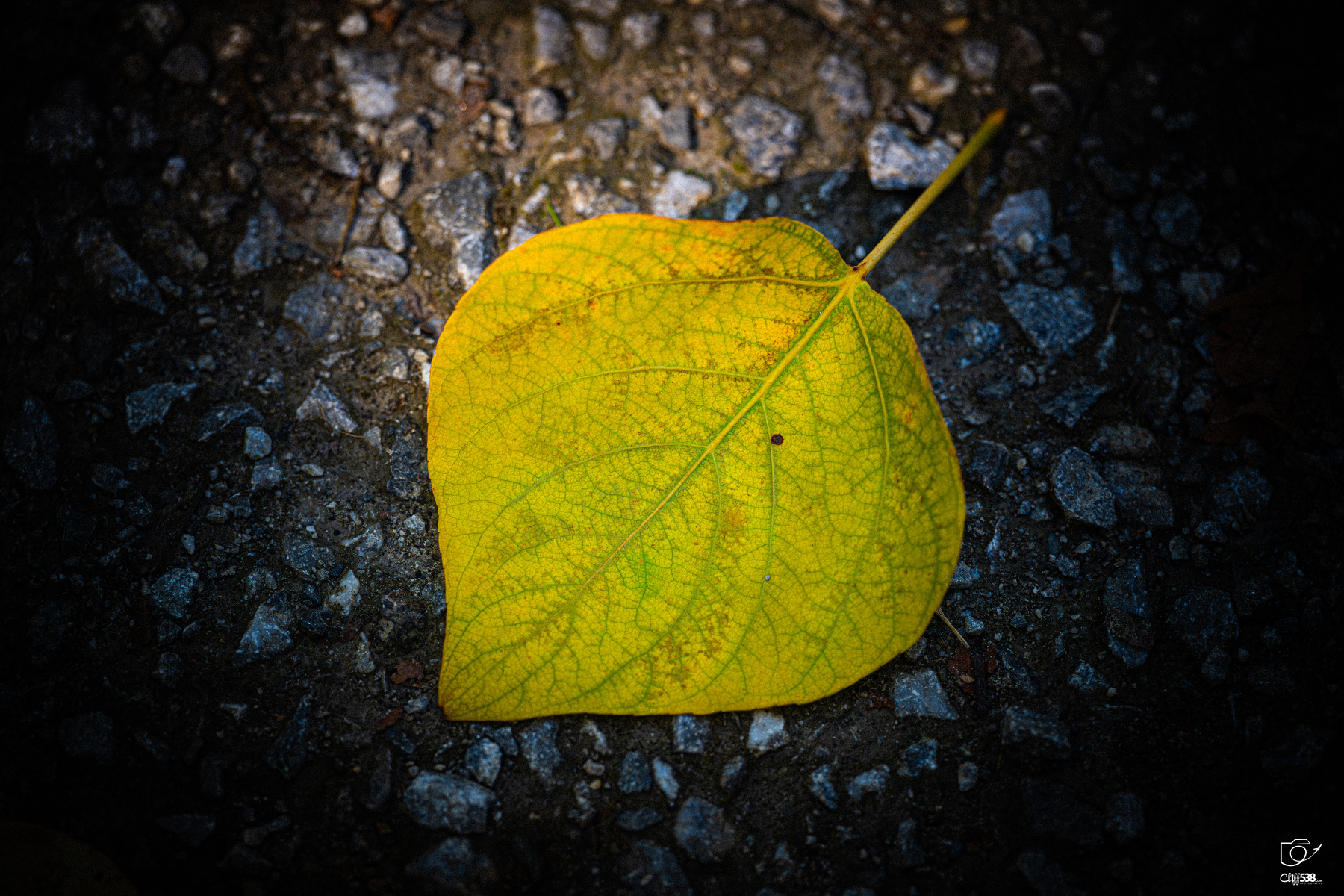 Auto-generated description: A yellow leaf with visible veins rests on a dark gravel surface.