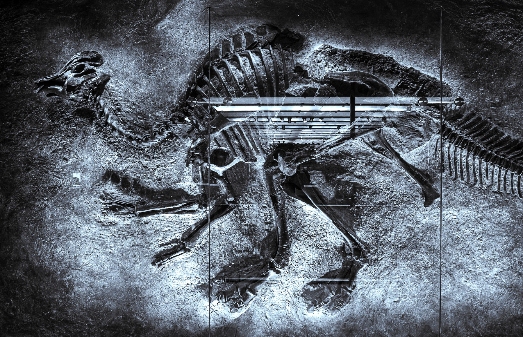 Auto-generated description: A dinosaur fossil is displayed on a textured wall in a museum setting.