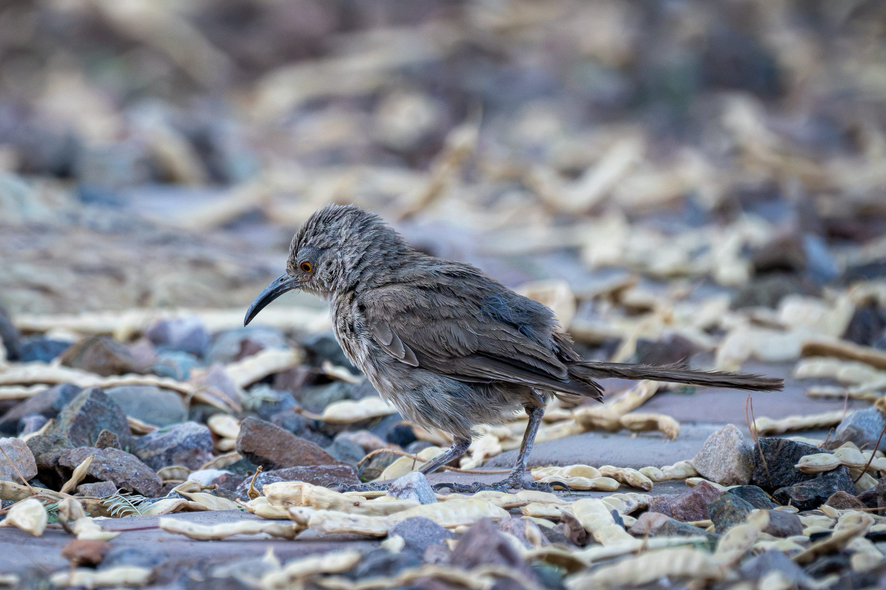 Auto-generated description: A small, grayish-brown bird with a curved beak is standing among dry leaves and rocks on the ground.