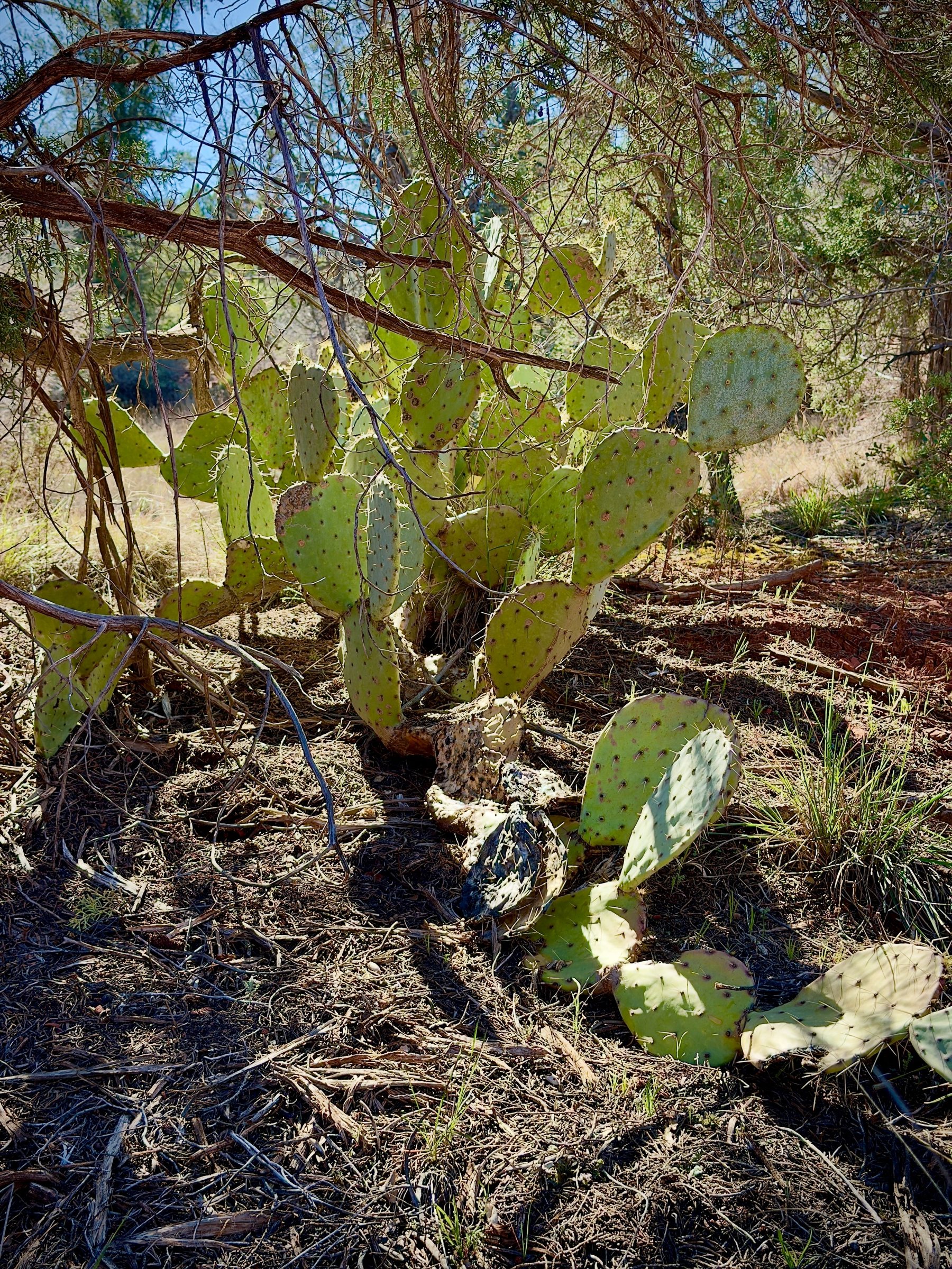 Auto-generated description: A group of prickly pear cacti grows under the shade of a pine tree in a dry, grassy landscape.